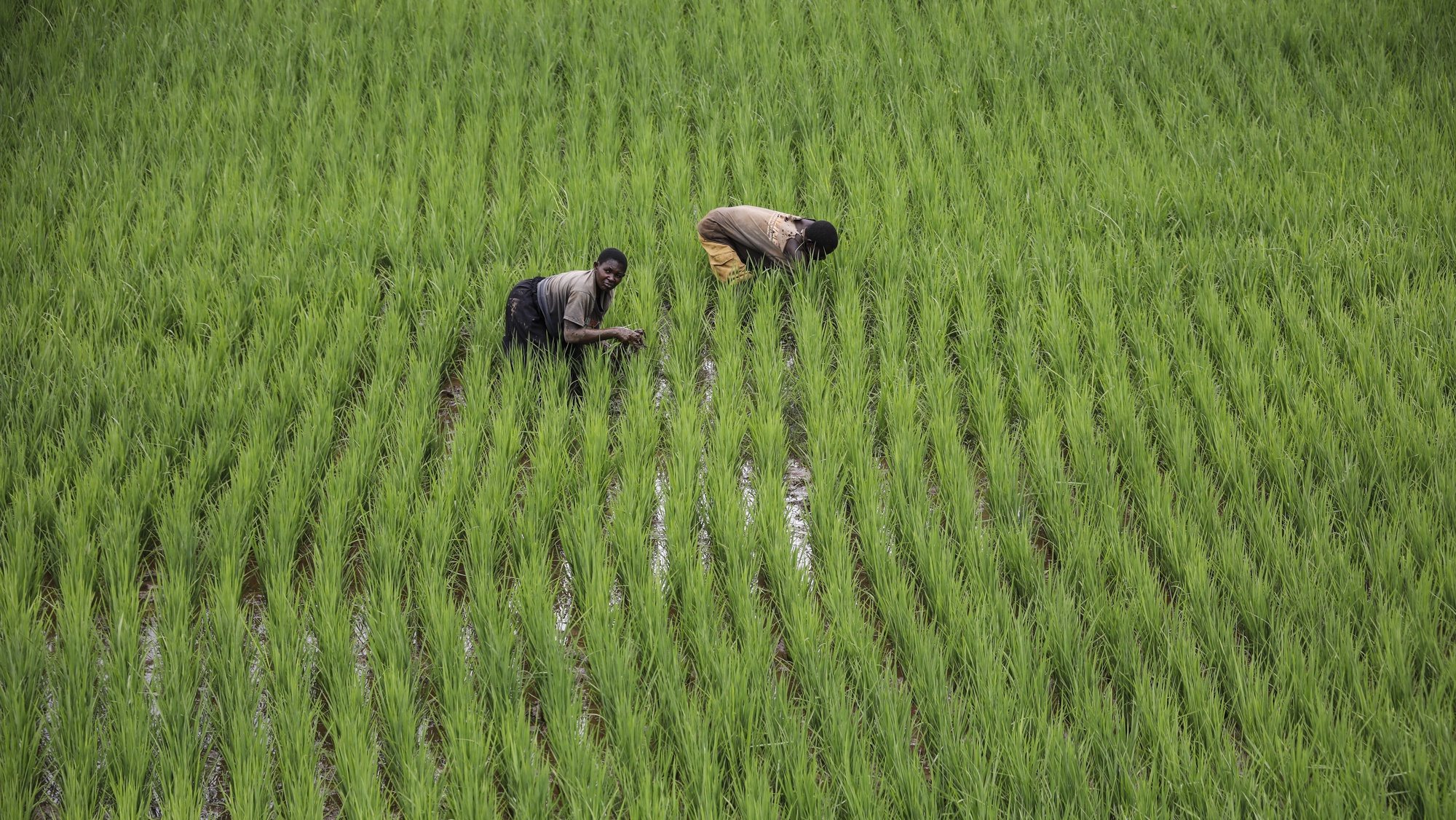 epa07487231 Farmers work in a rice field near Kayonza, eastern Rwanda, 05 April 2019. Agriculture is the main economic activity in Rwanda with 70 per cent of the population engaged in the sector, and around 72 per cent of the working population employed in agriculture. Rwanda exports dry beans, potatoes, maize, rice, cassava flour, maize flour, poultry and live animals within Eastern Africa.  EPA/DAI KUROKAWA