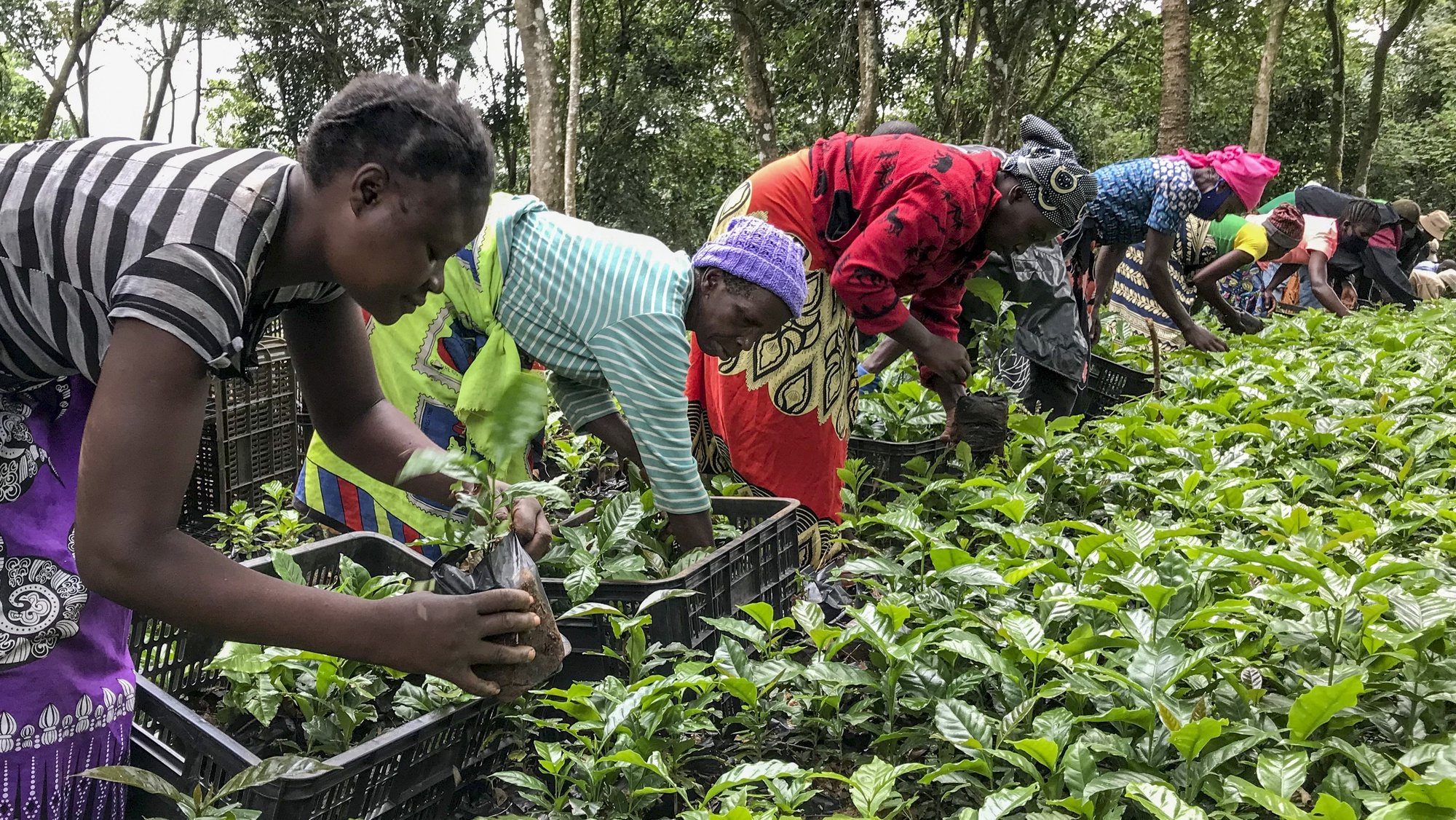 Colaboradores trabalham com mudas de café arábica no âmbito do projeto da Agrotur que arrancou em 2020, num campo experimental da zona tampão do Parque Nacional de Chimanimani, no Chimoio, Moçambique, 15 de fevereiro de 2022. Um total de 1.600 camponeses estão envolvidos no plantio de 400 hectares de café orgânico em Chimanimani num projeto agroflorestal que é o maior cafezal de Moçambique. ANDRÉ CATUEIRA/LUSA