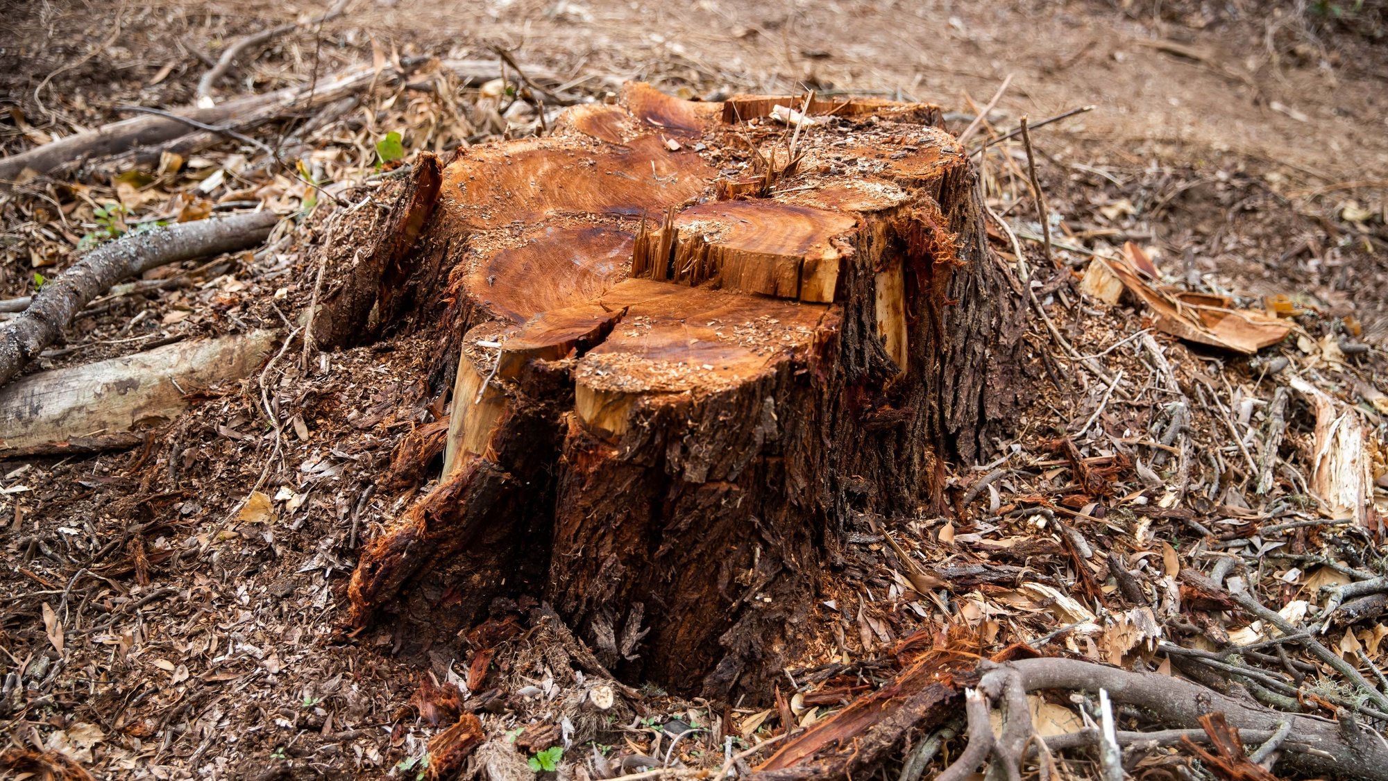 Raíz de uma árvore cortada durante um protesto de organizações ambientalistas para mostrar efeitos da desflorestação do Parque Natural de Sintra-Cascais, 18 de fevereiro de 2022. JOSÉ SENA GOULÃO/LUSA