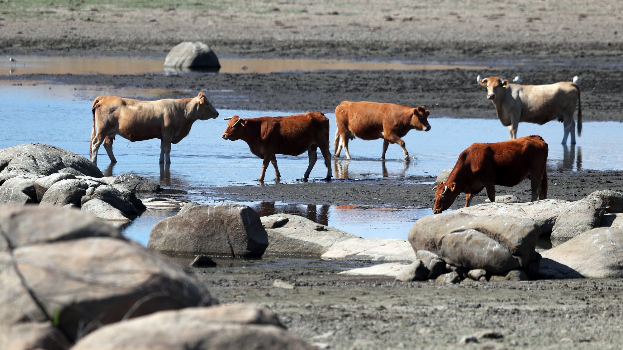 Vacas bebem água na margem da barragem do Caia, que tem atualmente um volume de 91.935 mil metros cúbicos de água, o que representa 48,39%, em relação à cota de descarga da barragem (190 milhões de metros cúbicos). De acordo com o índice PDSI, no último mês agravou-se a situação de seca meteorológica em todo o território, com um aumento muito significativo da área em seca severa, estando agora grande parte do território nessa classe. Elvas, 21 de junho de 2022. NUNO VEIGA / LUSA