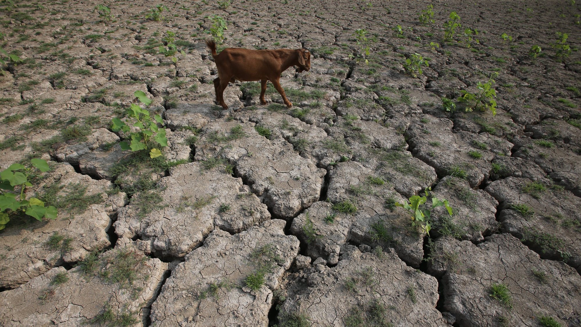 epa04339762 A sheep searches grass to eat in a dried up reservoir due to the current drought in Lushan county of Pingdingshan city, central China&#039;s Henan province, 03 August 2014. Severe drought hit China&#039;s Henan province since mid-May that is the worst drought and lowest rainfall in 63 years history. Over 739,000 people in Henan are suffering water shortages.  EPA/WU HONG