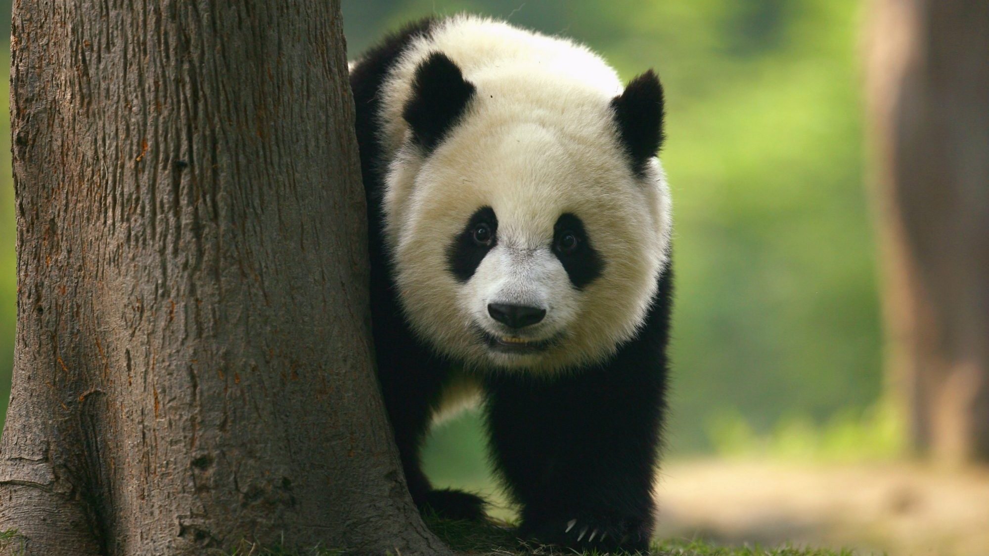 O professor Spassov reconheceu que &quot;esta descoberta mostra o quão pouco ainda sabemos sobre a natureza antiga&quot;, indicando que este foi o último panda conhecido a viver na Europa
