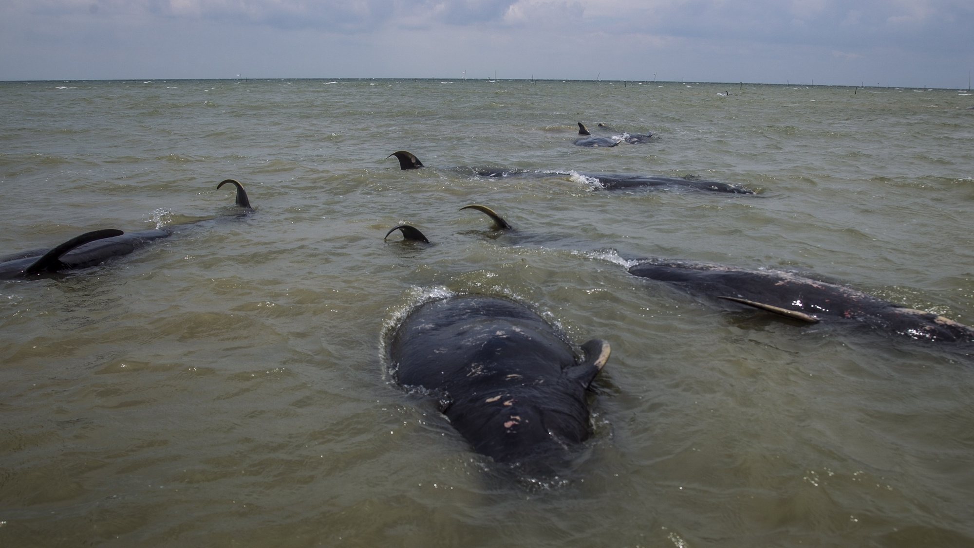 Baleias mortas em Bankalan, Indonésia, 19 de fevereiro de 2021