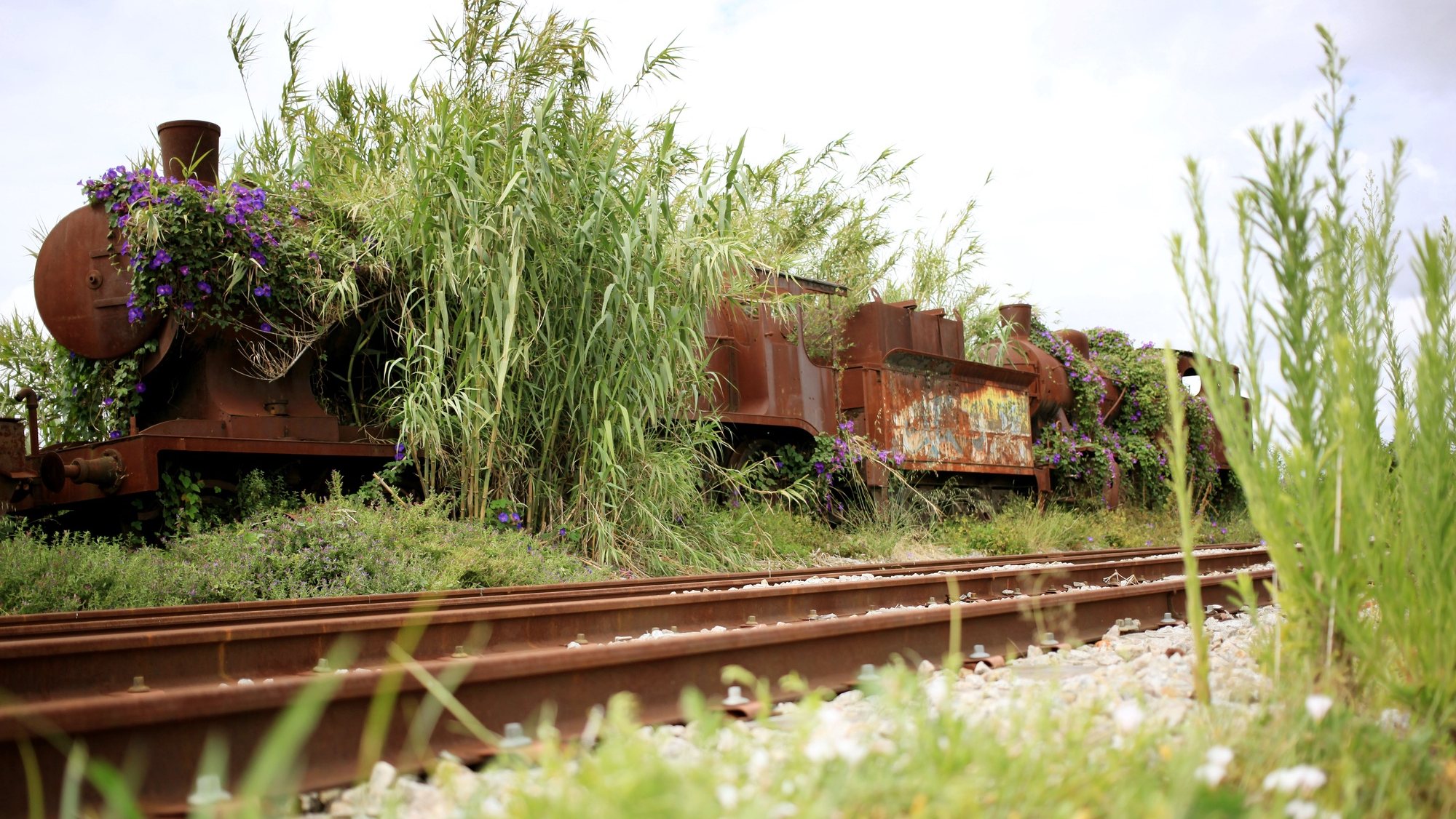 Locomotivas a vapor abandonadas há mais de 20 anos na estação das Devesas, em Gaia, continuam à espera da finalização do protocolo com a CP que as levará para o Museu Nacional Ferroviário, no Entroncamento, 07 de julho de 2014, Vila Nova de Gaia. (ACOMPANHA TEXTO). ESTELA SILVA/LUSA