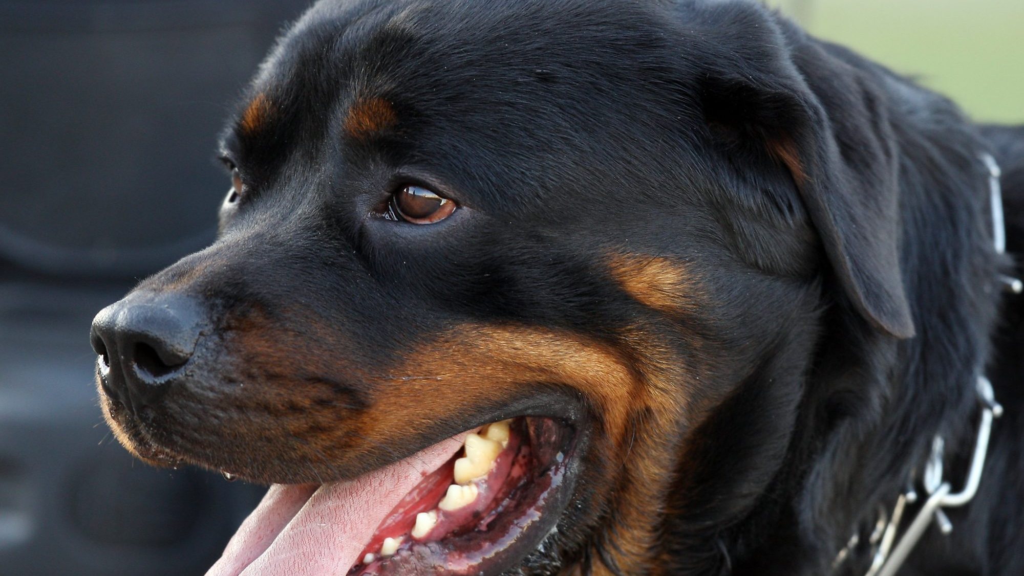 Rottweiler é uma das raças potencialmente perigosas consideradas na Lei portuguesa.