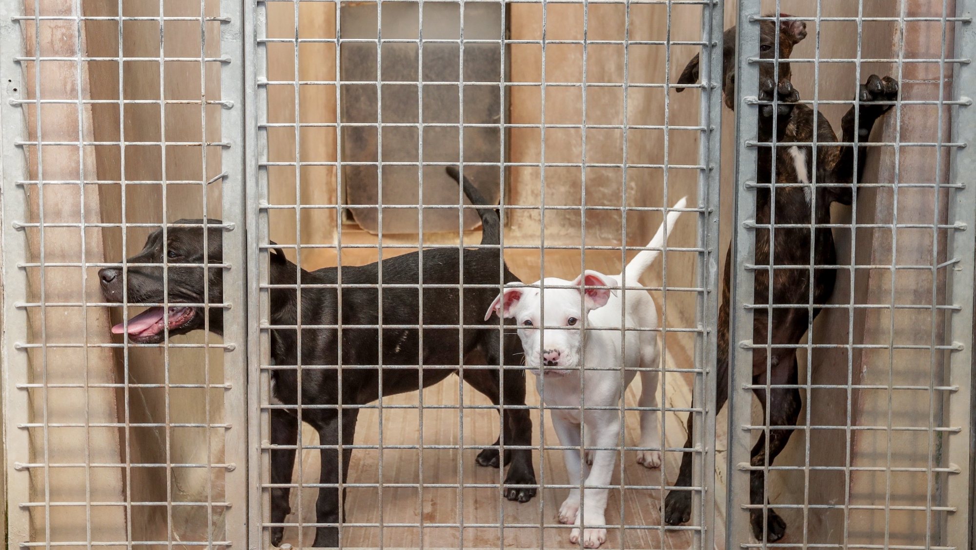 epa07747515 Abandoned dogs react inside their cage units at Veeweyde Animal Shelter, in Brussels, Belgium, 29 July 2019. The Royal Society for the Protection of Animals Veeweyde is the largest and oldest animal welfare company in Belgium. The dropout rate for cats is over 100 percent in summer compared to the winter season whereas for abandoned dogs is over 30 percent in summer in contrast to winter.  EPA/STEPHANIE LECOCQ  ATTENTION: This Image is part of a PHOTO SET
