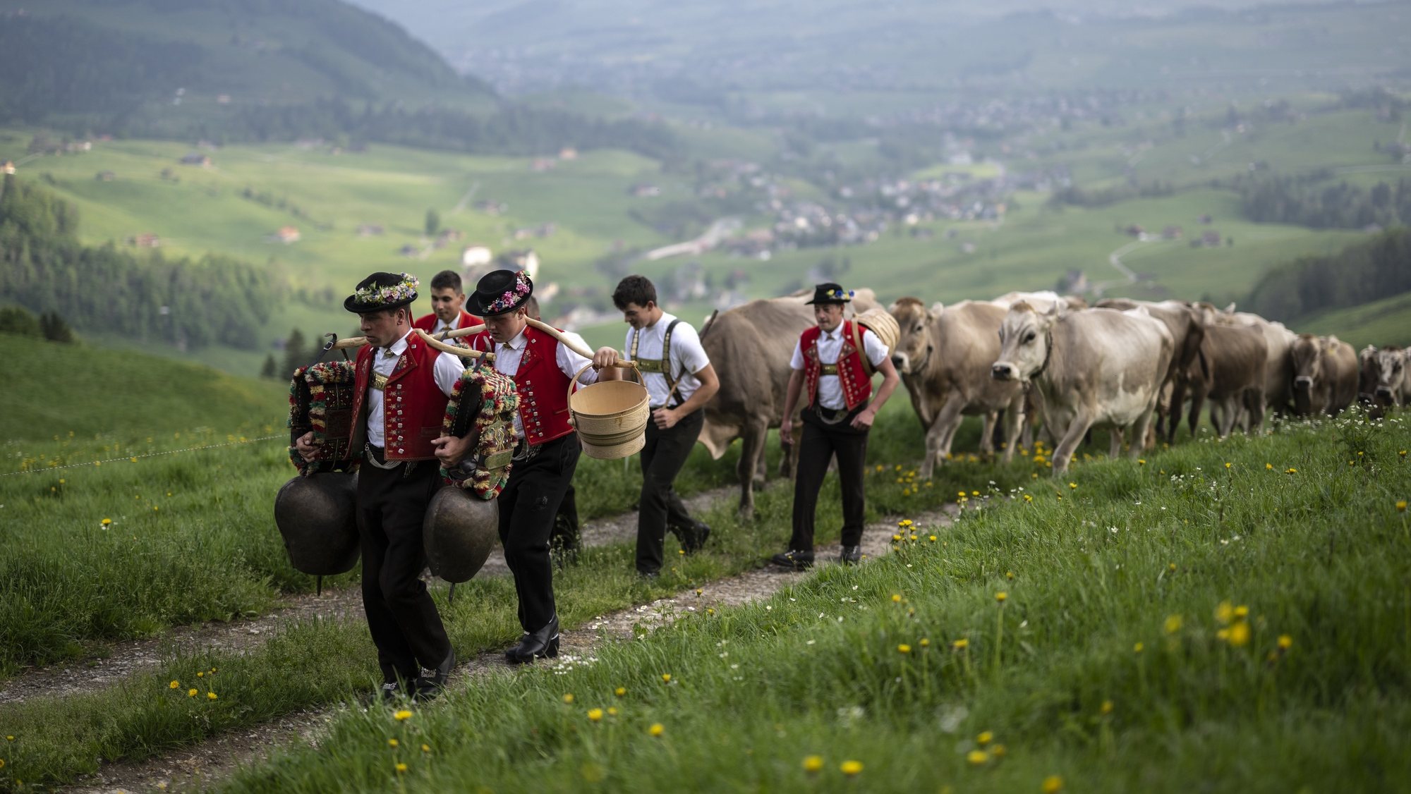 epa09946194 Alpine farmers and cows take part in &#039;Alpaufzug&#039;, the ceremonial driving of cattle to the alps, in Weissbad, Switzerland, 14 May 2022.  EPA/GIAN EHRENZELLER