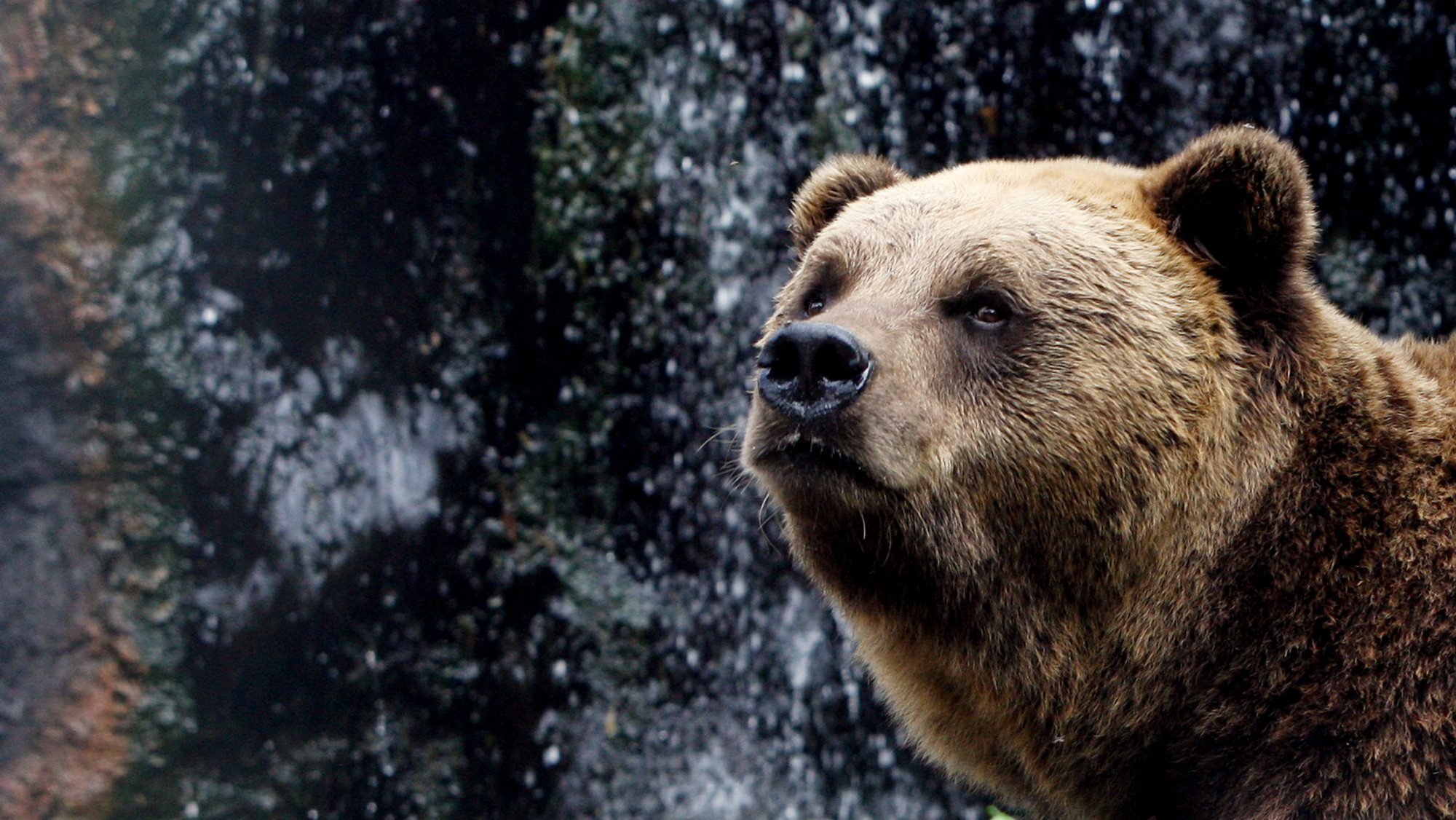 Kamchatka é habitat de uma população de 20 mil ursos castanhos