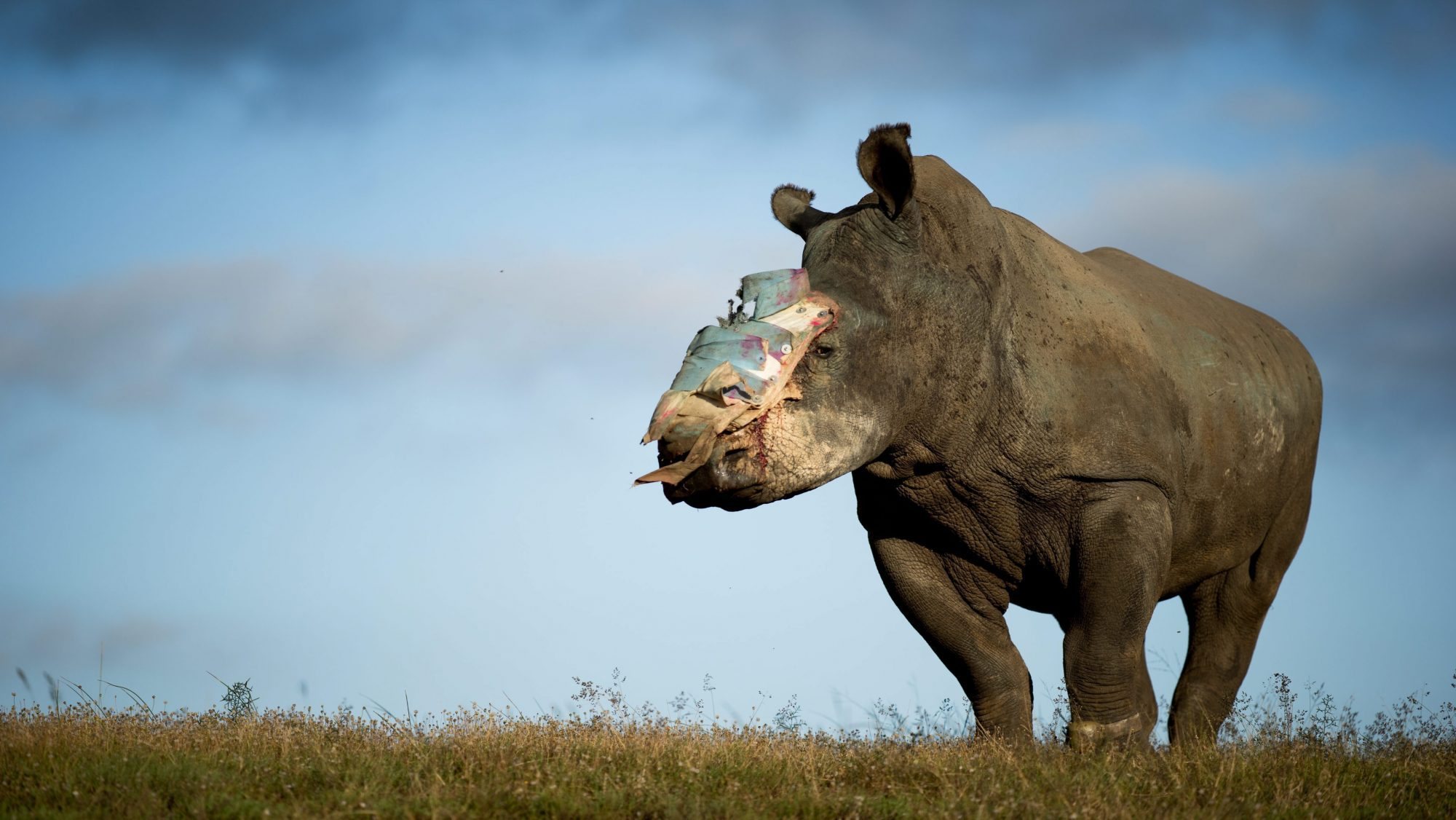 O deputado sul-africano criticou as políticas do governo de Pretória contra a caça furtiva de rinocerontes na África do Sul