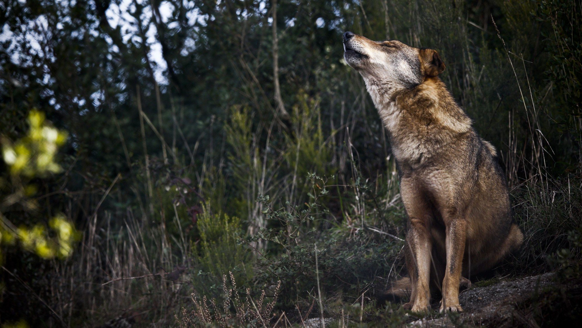 &quot;Os lobos têm medo e fogem, e, por isso, não há risco de as pessoas serem atacadas por lobos&quot;, refere Dário Hipólito