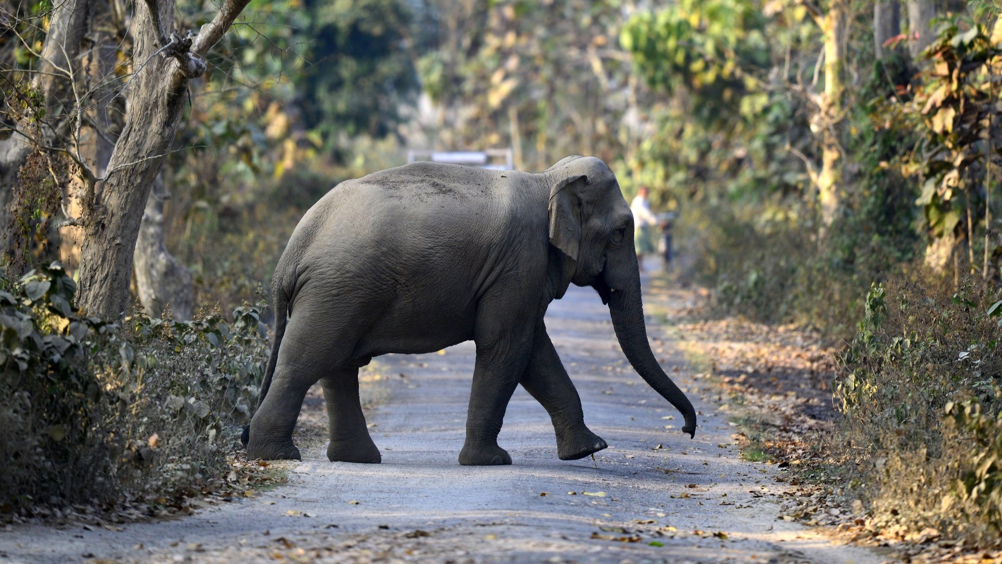 epa09026292 An elephant comes out from jungle and crosses a road in Amsoi reserve forest in Nagaon district of Assam,India, 20 February 2021.  EPA/PRANABJYOTI  DEKA