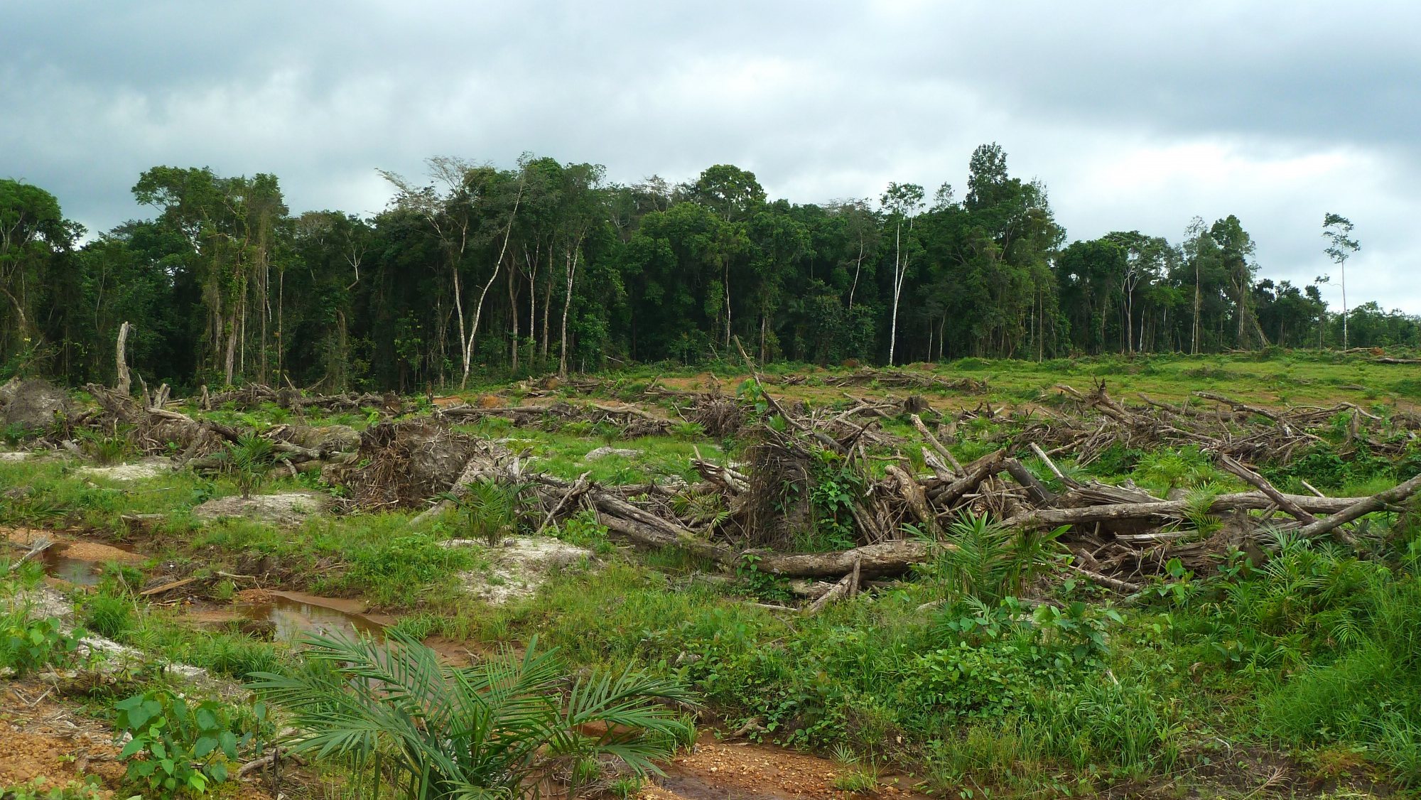 Desflorestação para produção de óleo de palma