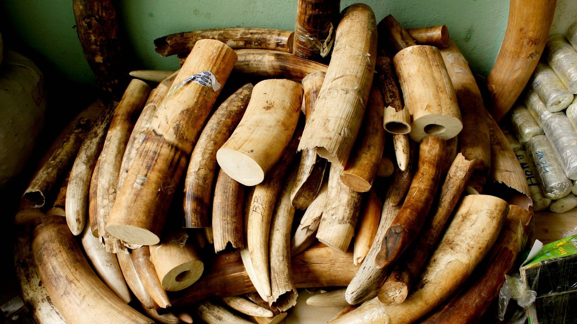 Mais de 60 toneladas de marfim, escamas de pangolins e chifres de rinocerontes foram apreendidas nos portos marítimos vietnamitas desde 2018