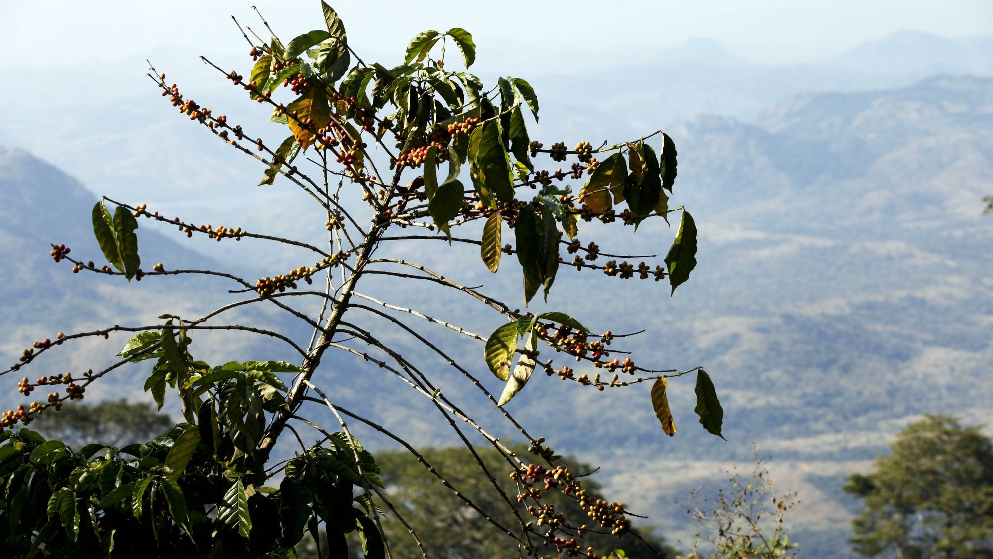 Uma planta de café na fazenda Cabuta, a maior fazenda de café do país localizada no Calulo, província do Cuanza Sul, a 300 quilómetros de Luanda, Angola, 28 de outubro de 2015. A Fazenda Cabuta produz &quot;num ano bom de chuva&quot; até 400 toneladas de café. (ACOMPANHA TEXTO) PAULO CUNHA/LUSA
