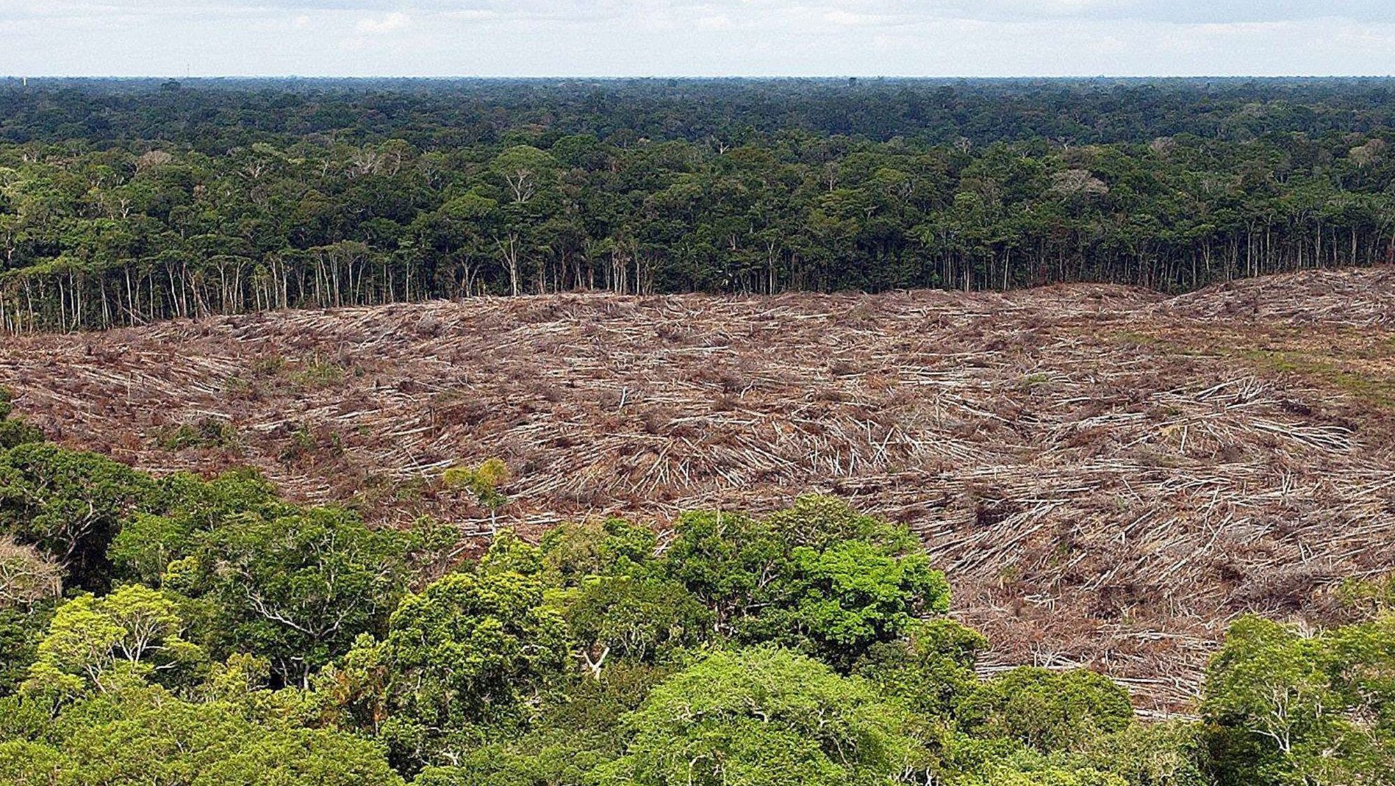 Scientists simulate the future of the Amazon in the face of global warming