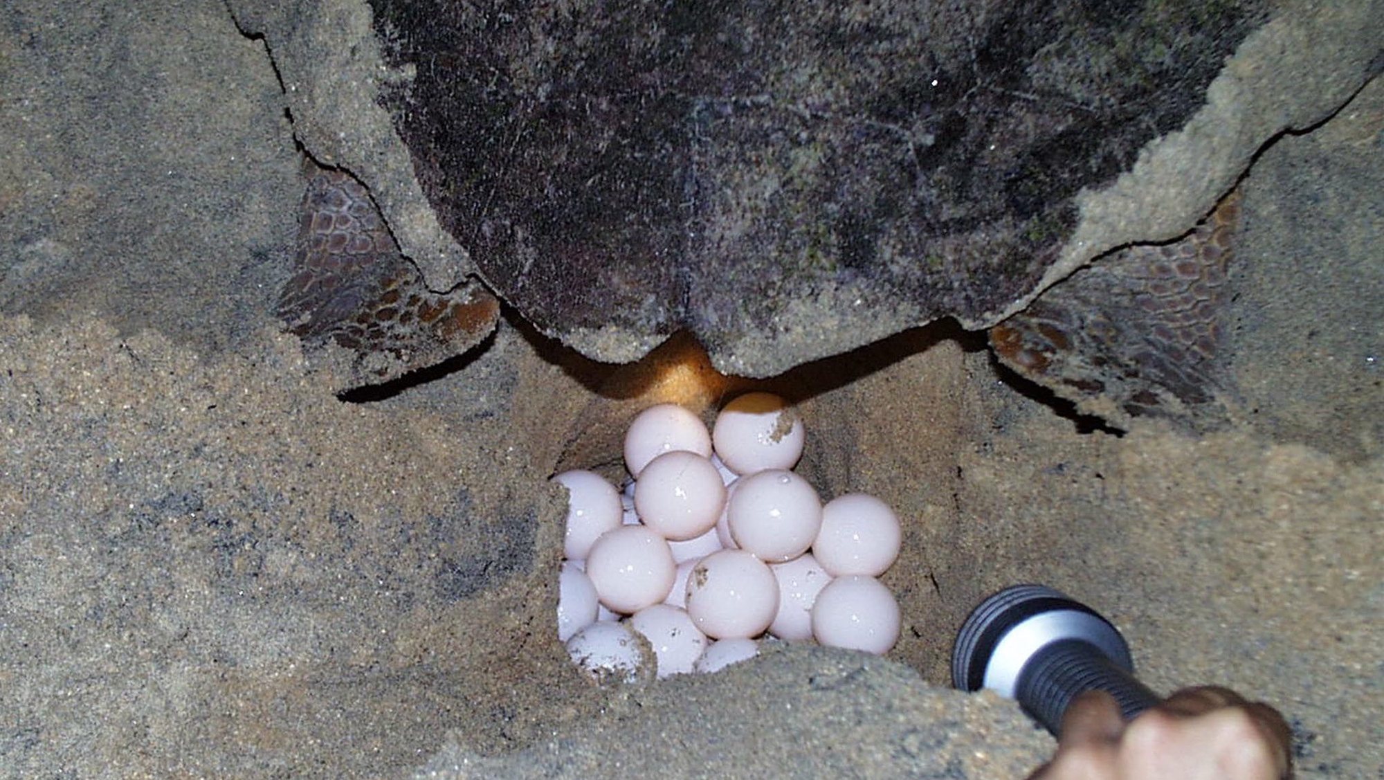 Cabo Verde introduziu legislação para proteger as tartarugas marinhas pela primeira vez em 1987, proibindo a sua captura em épocas de desova