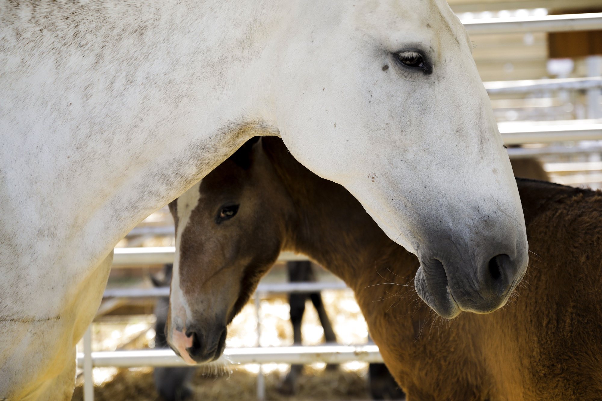 Cavalos lusitanos em exposição na Feira Nacional da Agricultura dedicada à temática da água, que hoje foi visitada pelo presidente do PSD, Rui Rio, Santarém, 9 de junho de 2021. PAULO CUNHA/LUSA