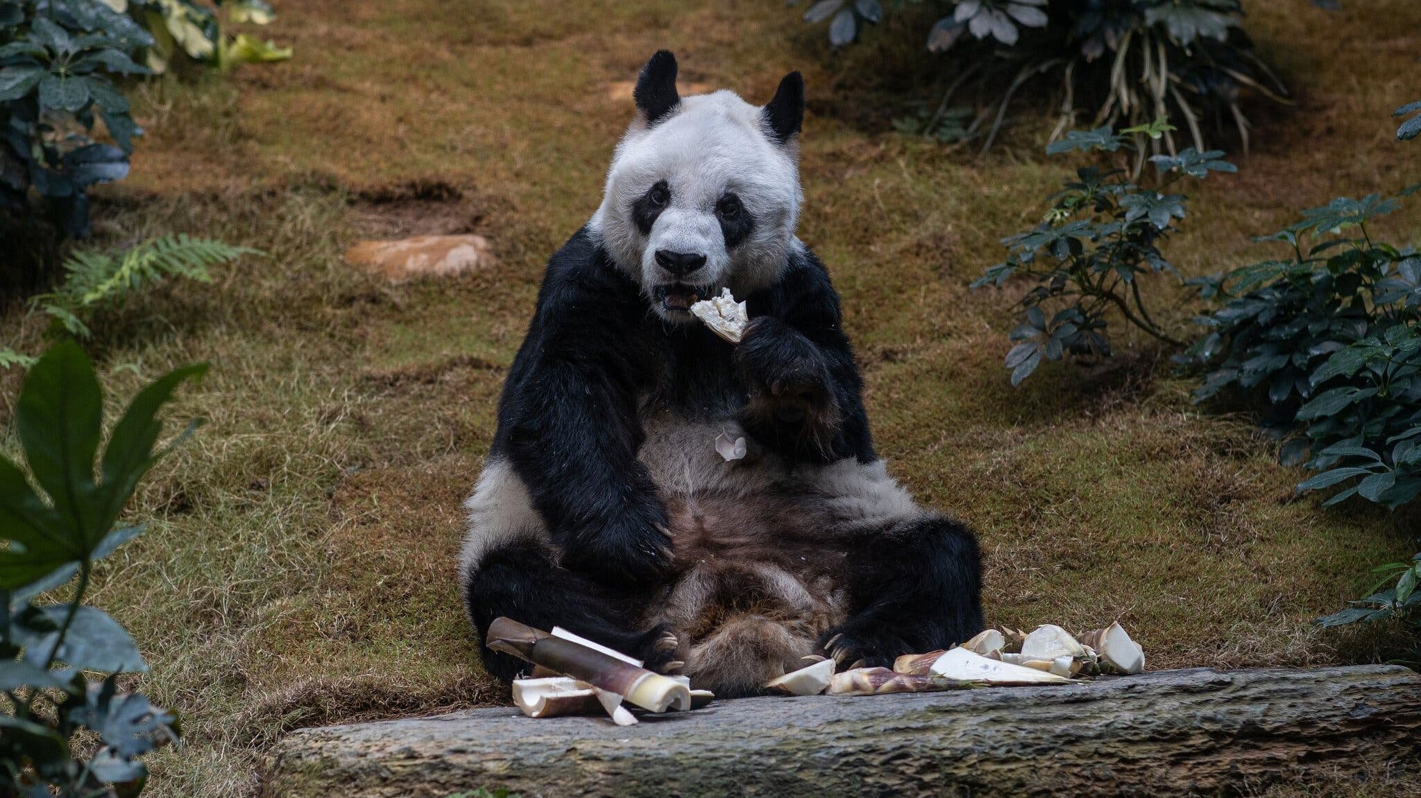 An An chegou a Hong Kong, em 1999, com uma companheira feminina, Jia Jia, que o Guinness World Records a classificou, em 2015, como o panda gigante mais antigo em cativeiro