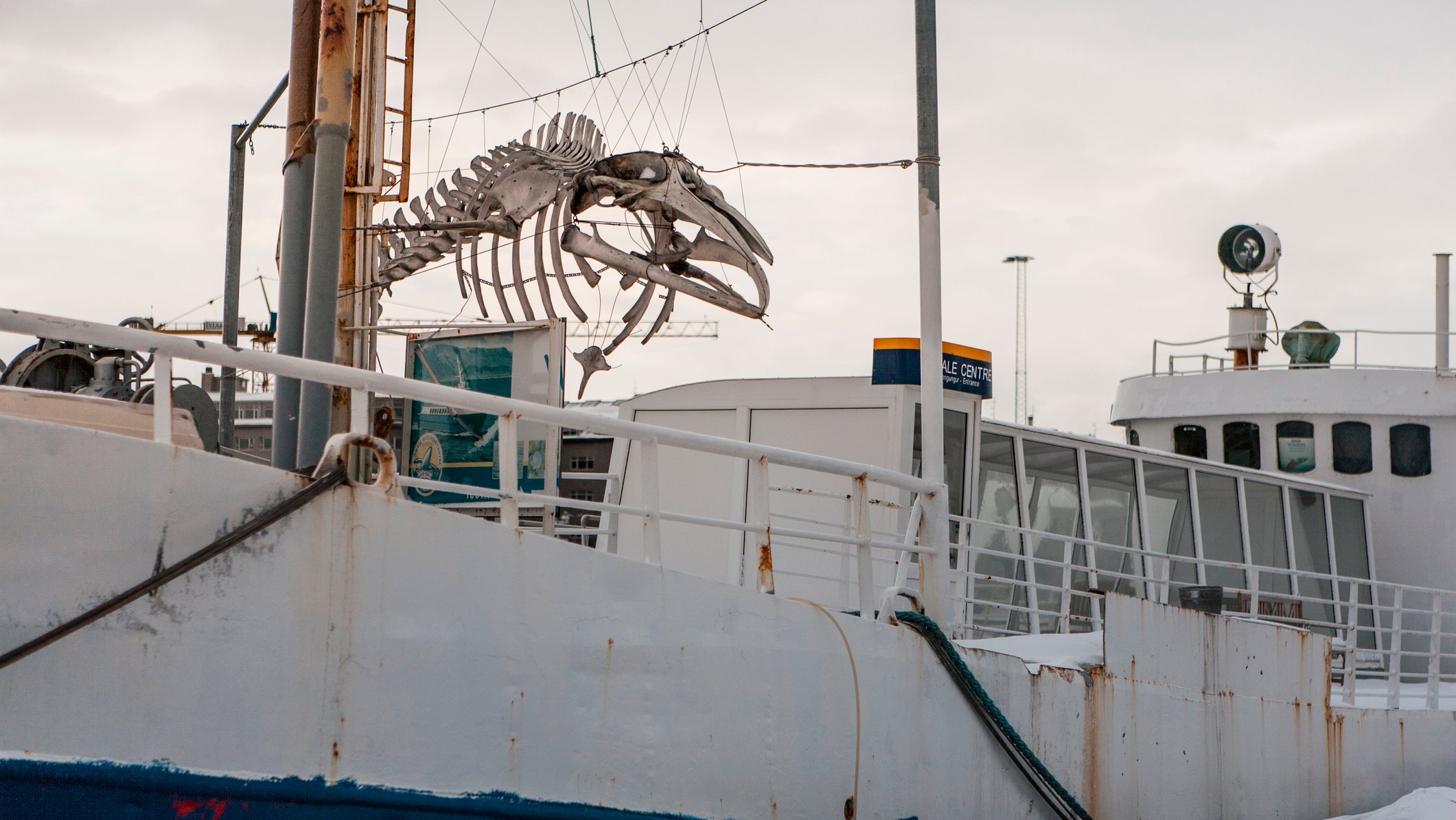 Esqueleto de uma baleia num navio atracado em Reiquejavique, na Islândia