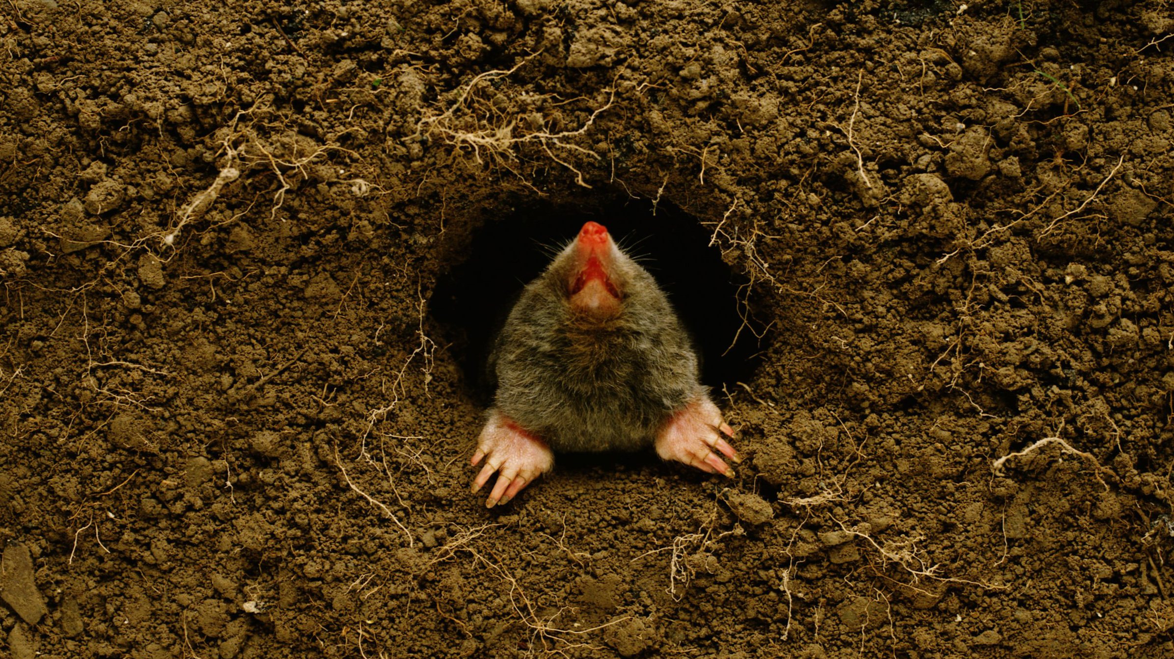 Mole emerging from burrow