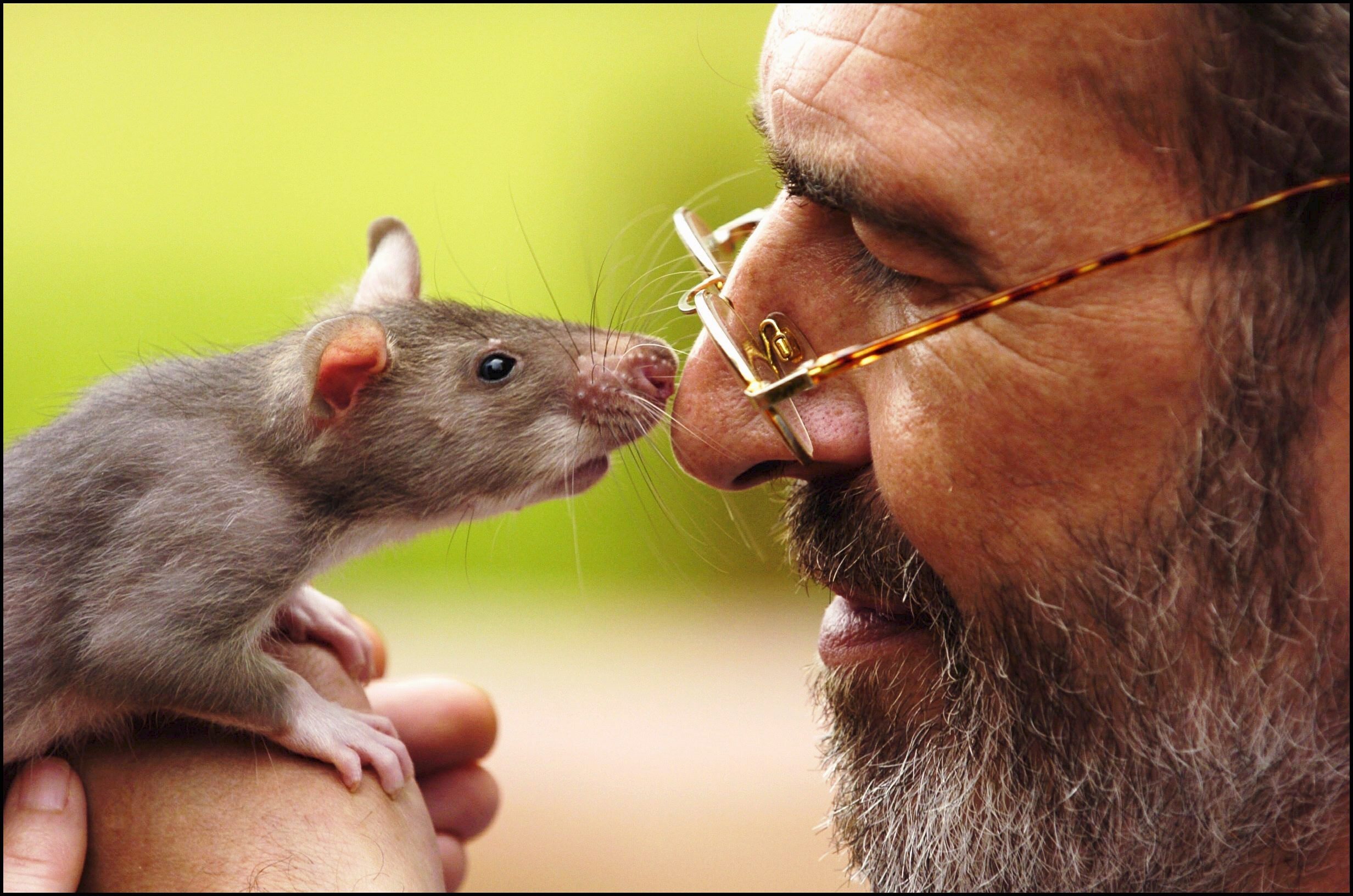Um rato cheira o nariz do diretor da associação Apopo, Ron Verhagen, professor da Universidade de Antuérpia especialista em ratos africanos
