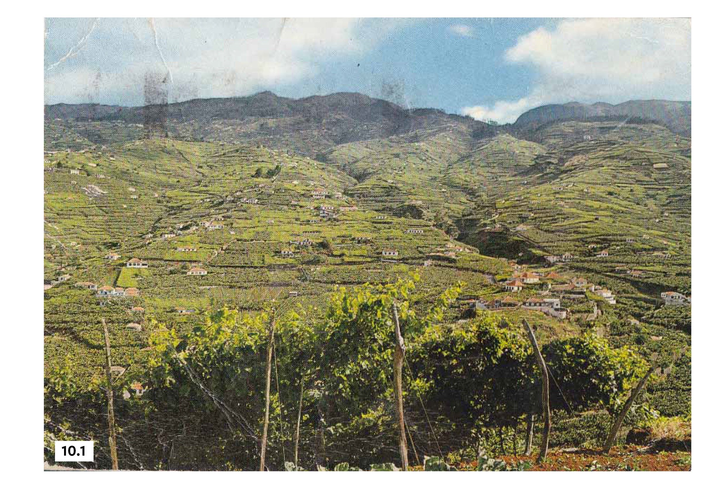 Vinha, Madeira
