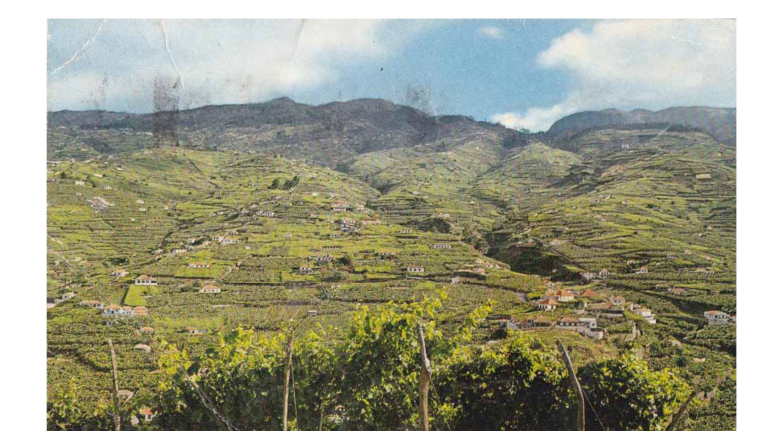 Vinha, Madeira