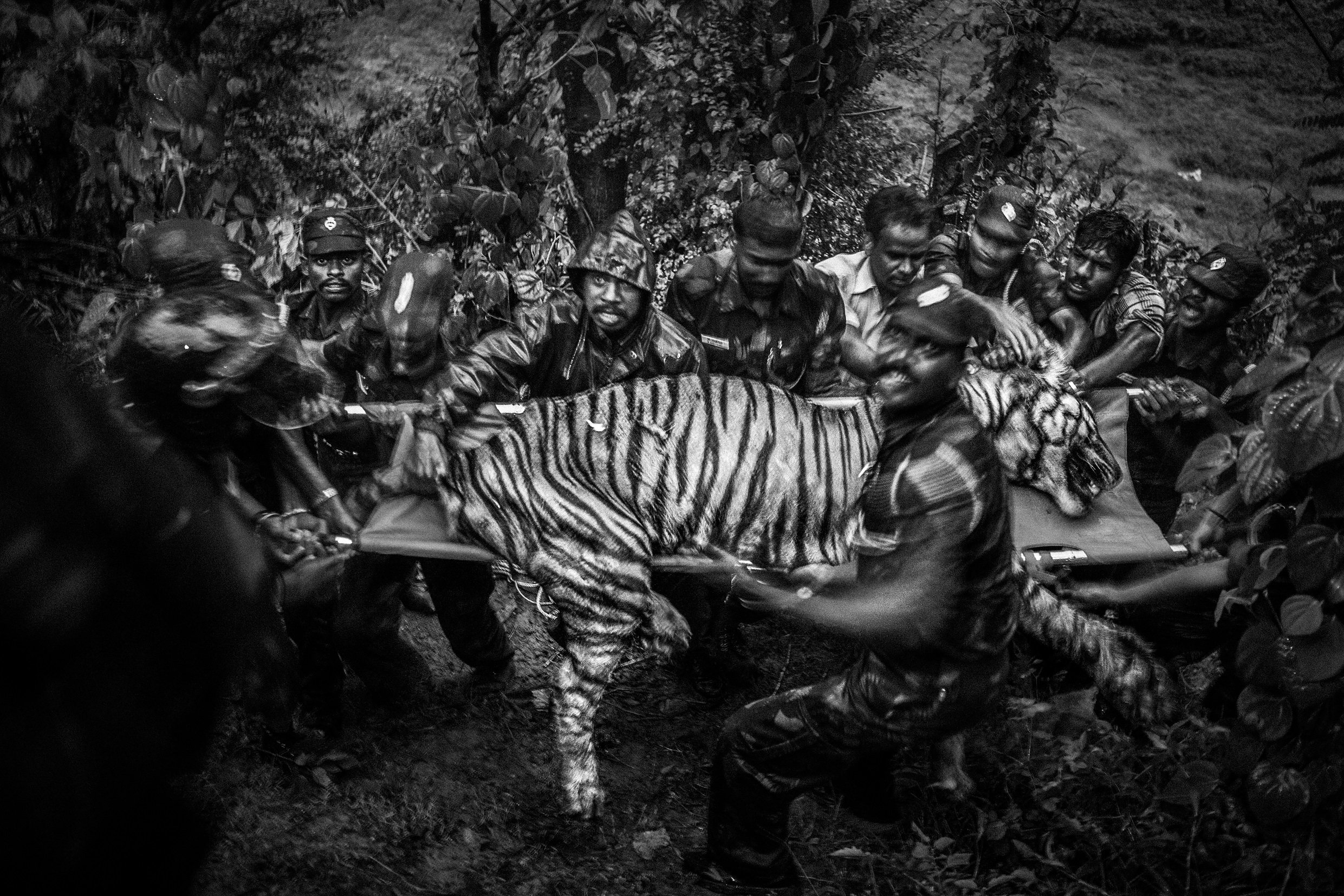 Long-Term Projects Boundaries: Human-Tiger Conflict Senthil Kumaran, India