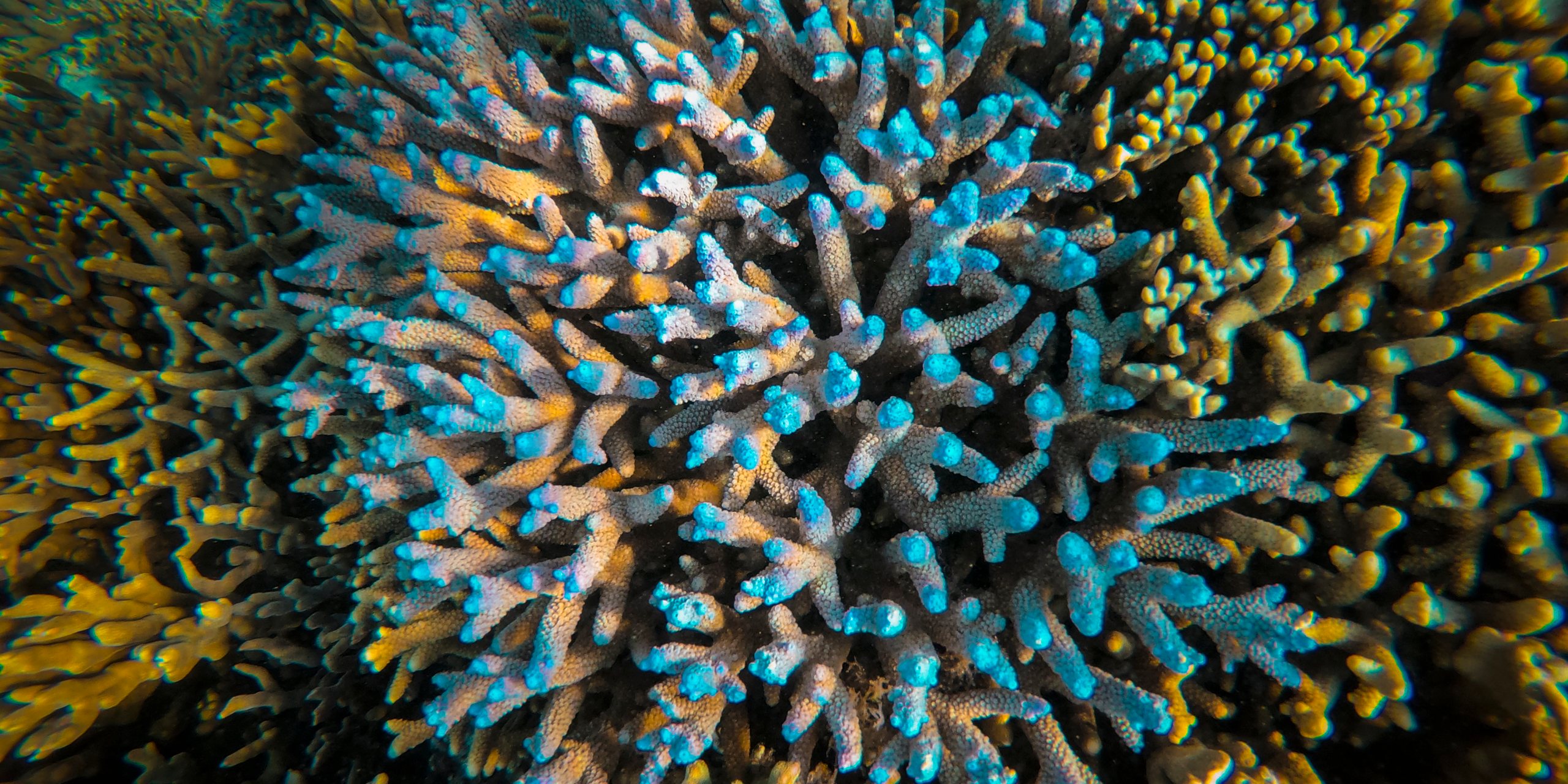 Corals at the reef at lady Elliot island.In the quest to