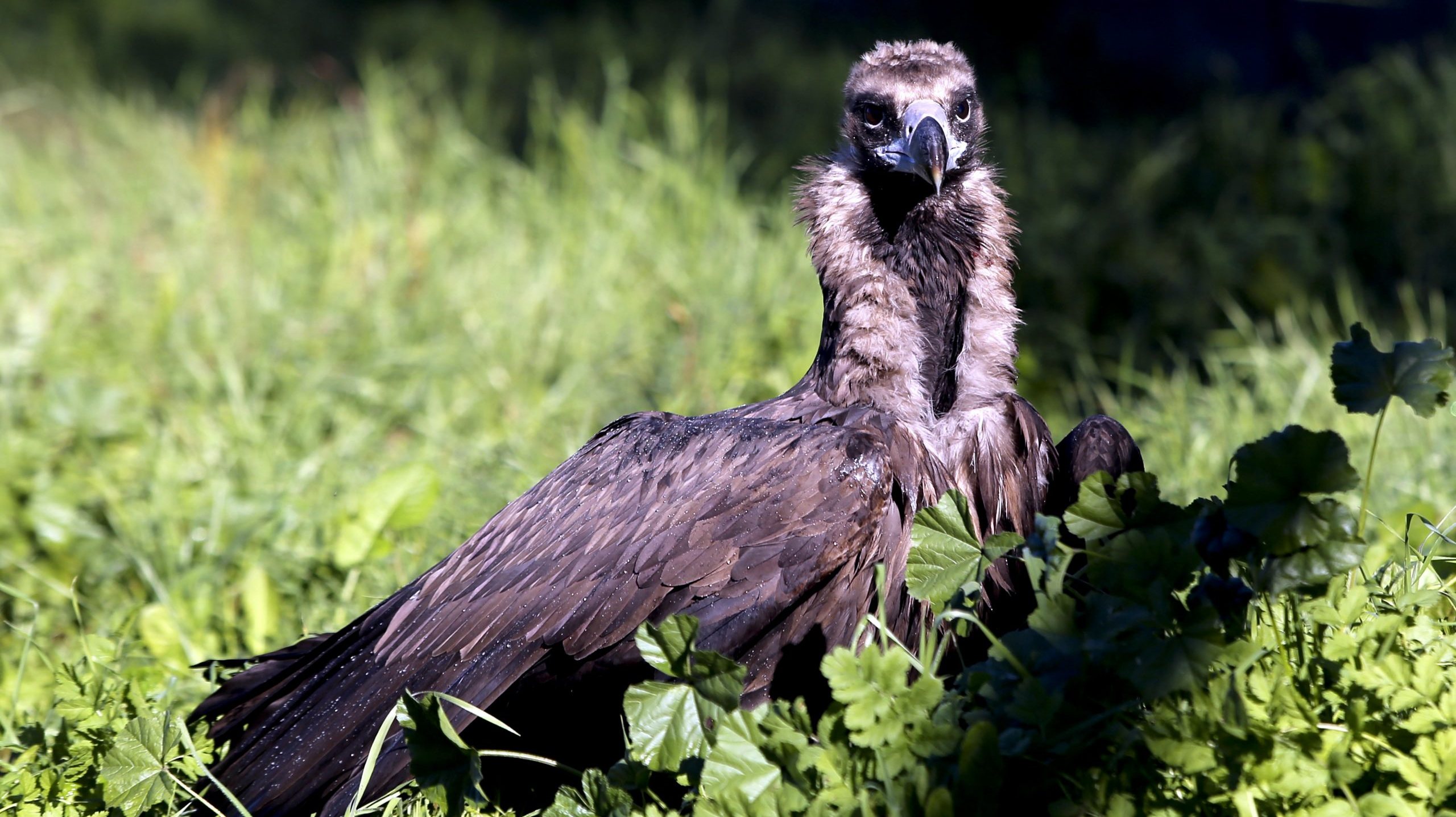 O abutre-preto deixou de nidificar em Portugal no início da década de 1970, tendo voltado em 2010 ao Parque Natural Tejo Internacional