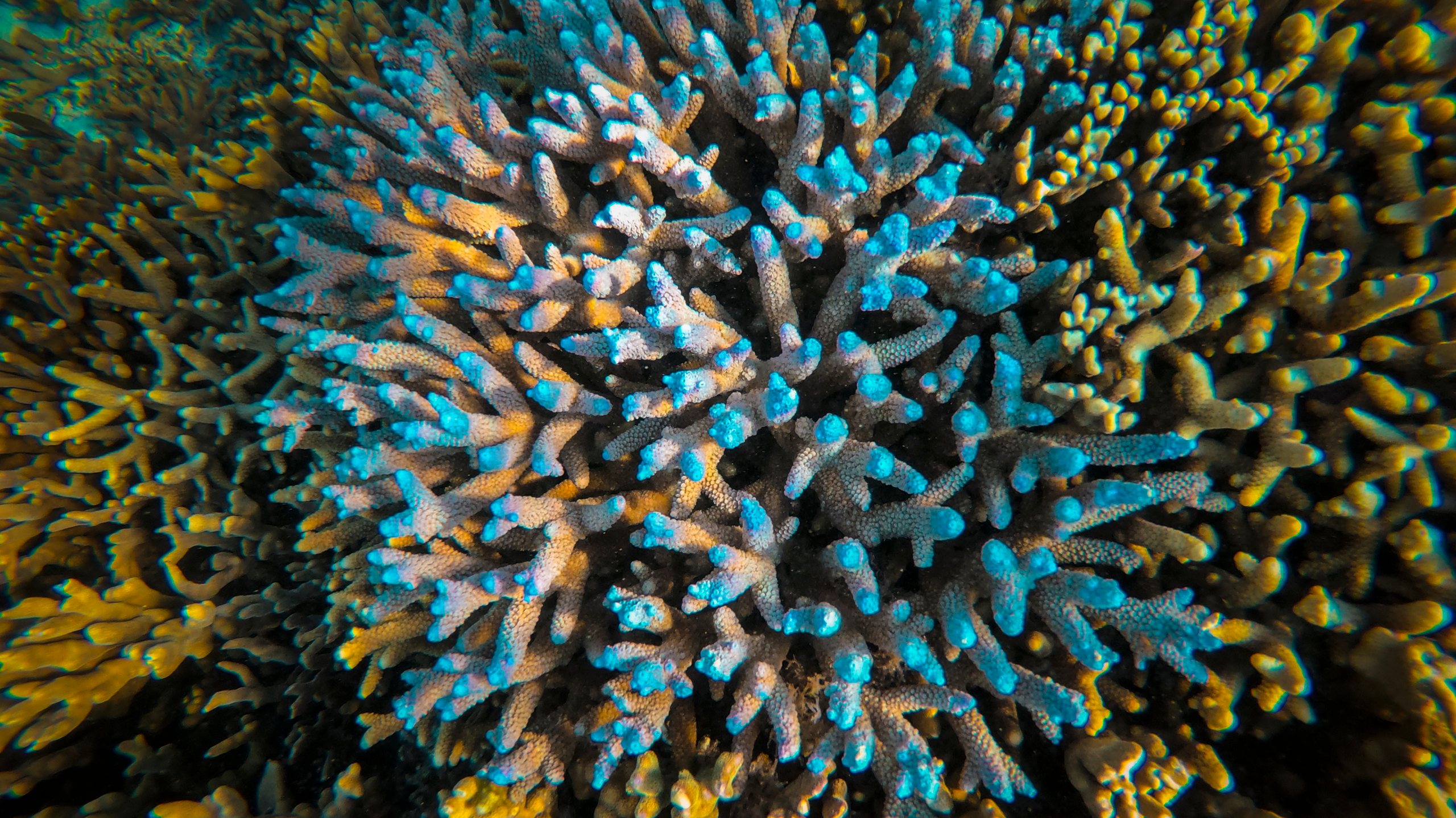 Corals at the reef at lady Elliot island.In the quest to