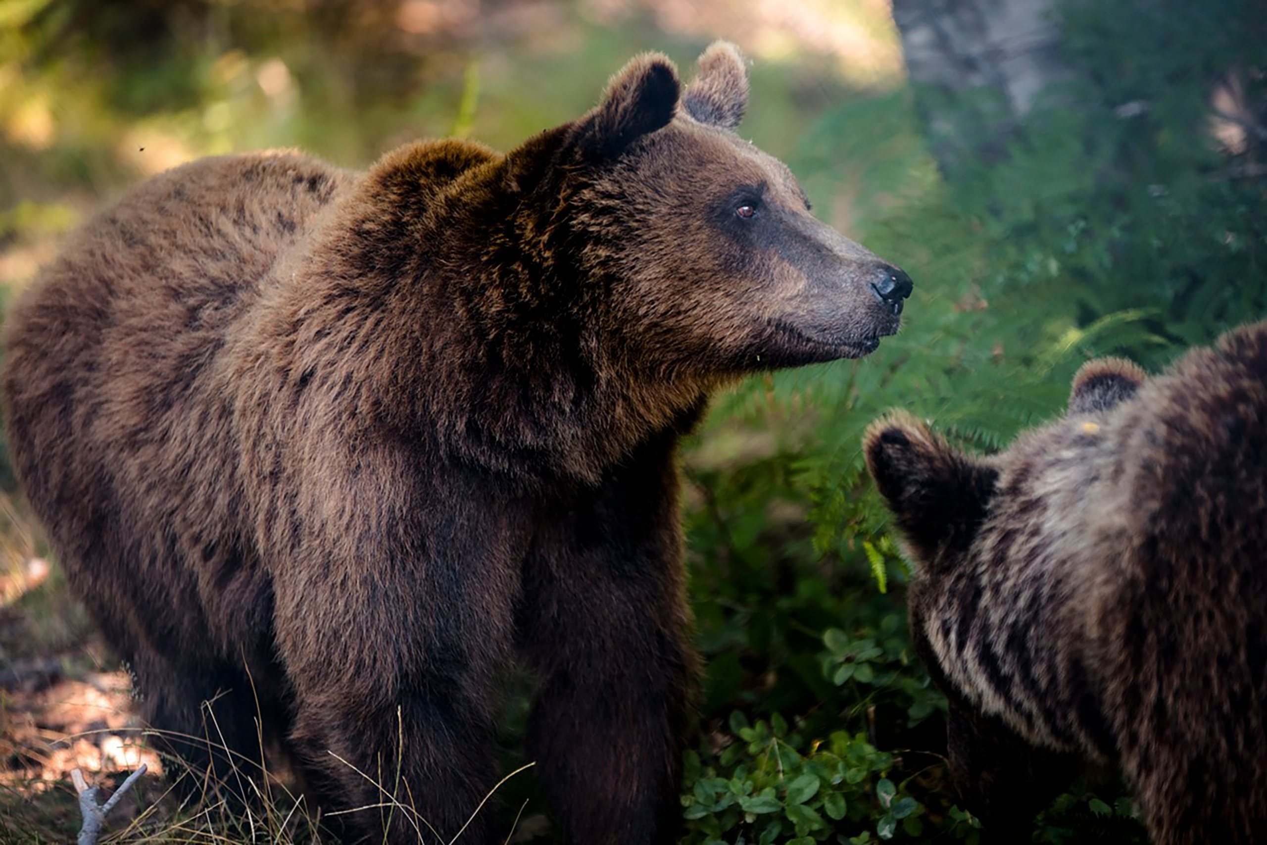 Jogo De Diferenças De Pesquisa Com Animais Selvagens Urso Selvagem