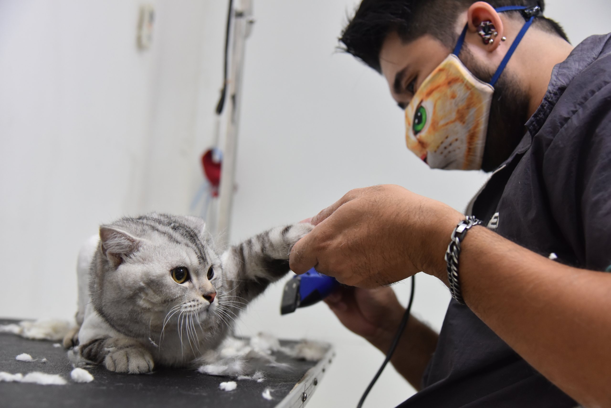 A cat receives a trim from a groomer whose wearing a face