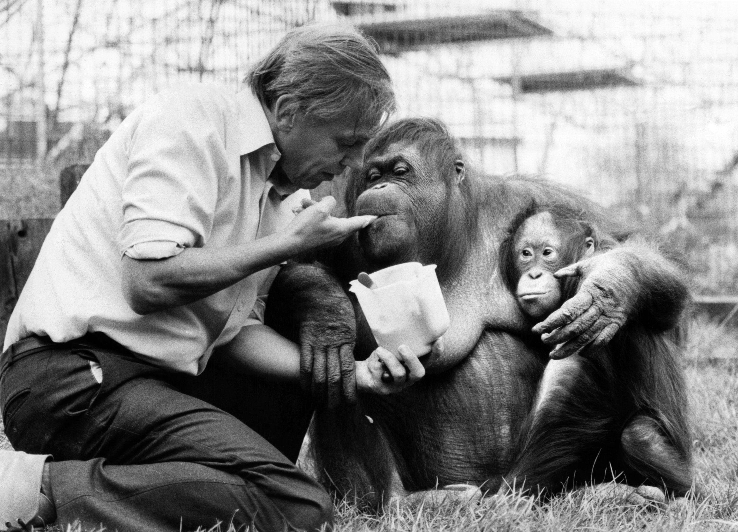 David Attenborough with orang utan and her baby at London Zoo