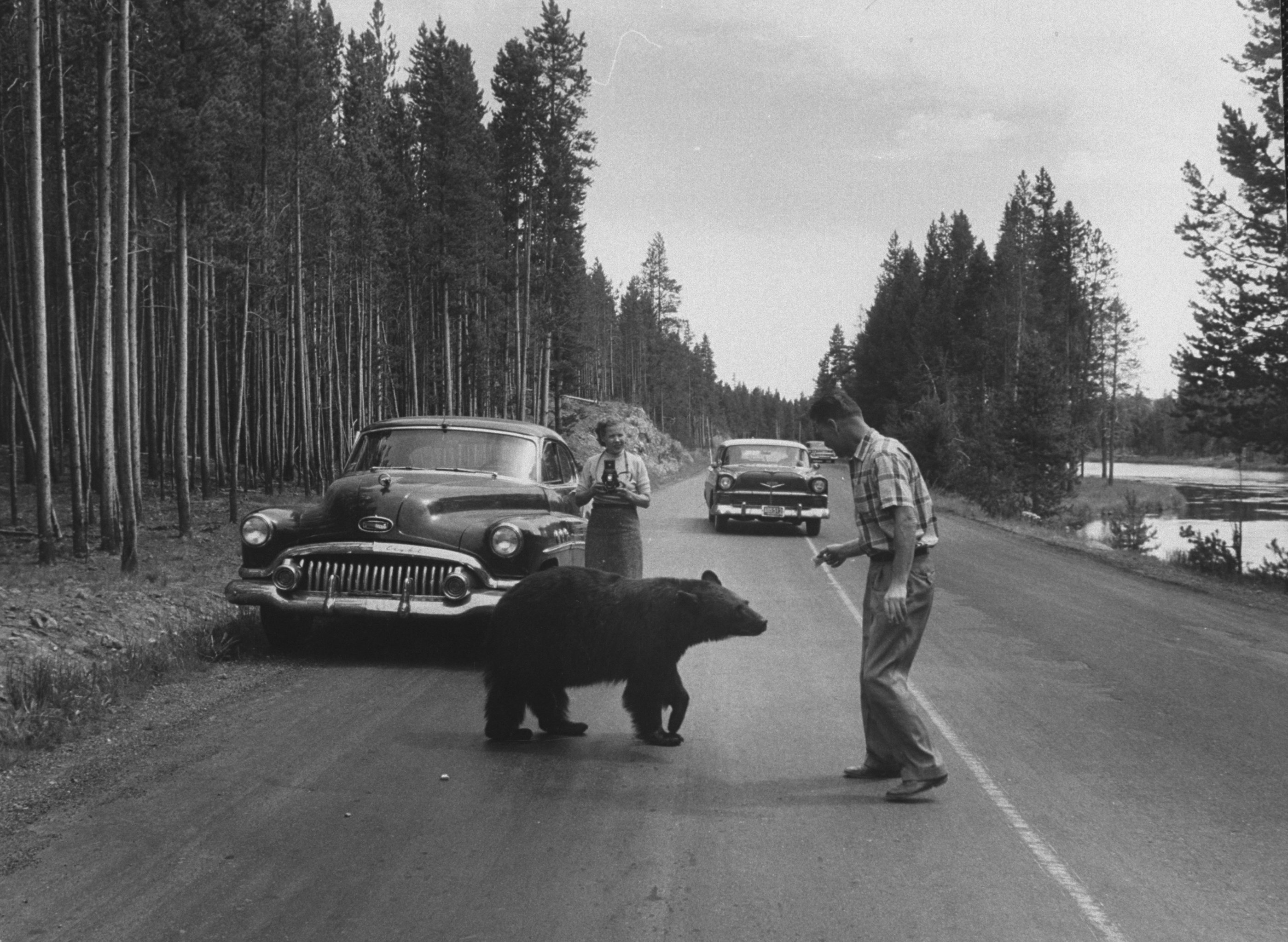 Man trying to feed a bear during his vis