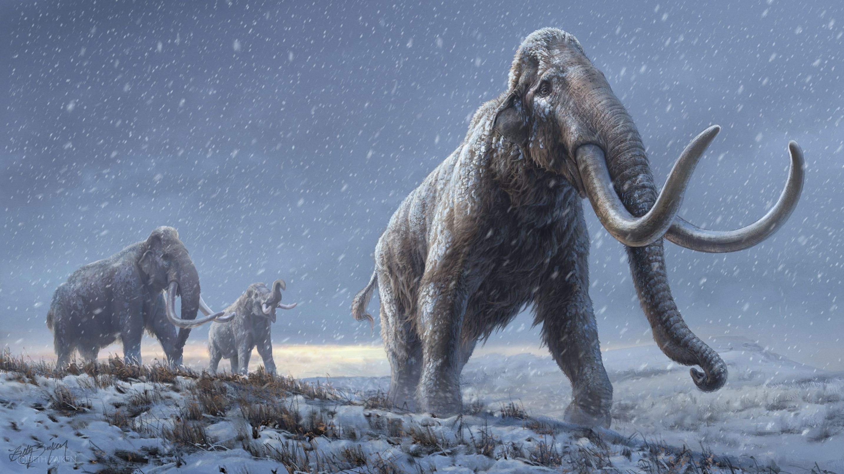 A reconstrução em imagem do aspeto de um mamute da estepe