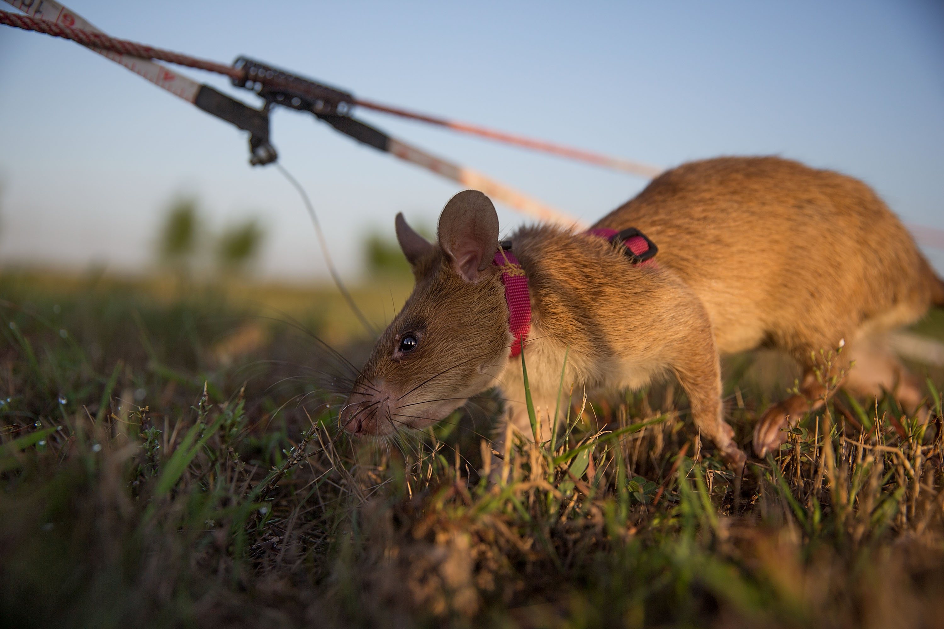 Os ratos treinados pela associação Apopo têm como missão descobrir minas terrestres em países outrora abalados por conflitos