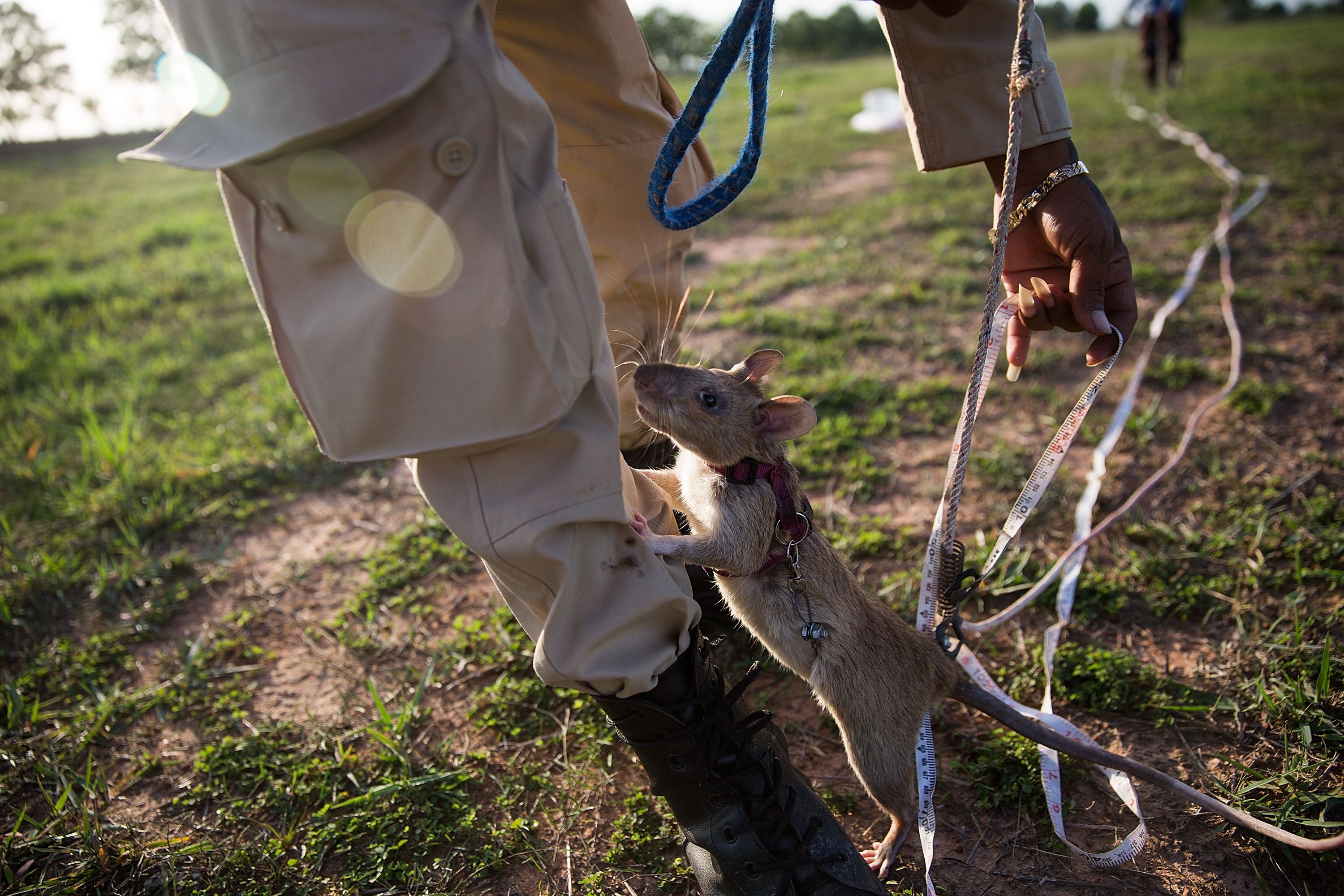 Os ratos treinados pela associação Apopo têm como missão descobrir minas terrestres em países outrora abalados por conflitos