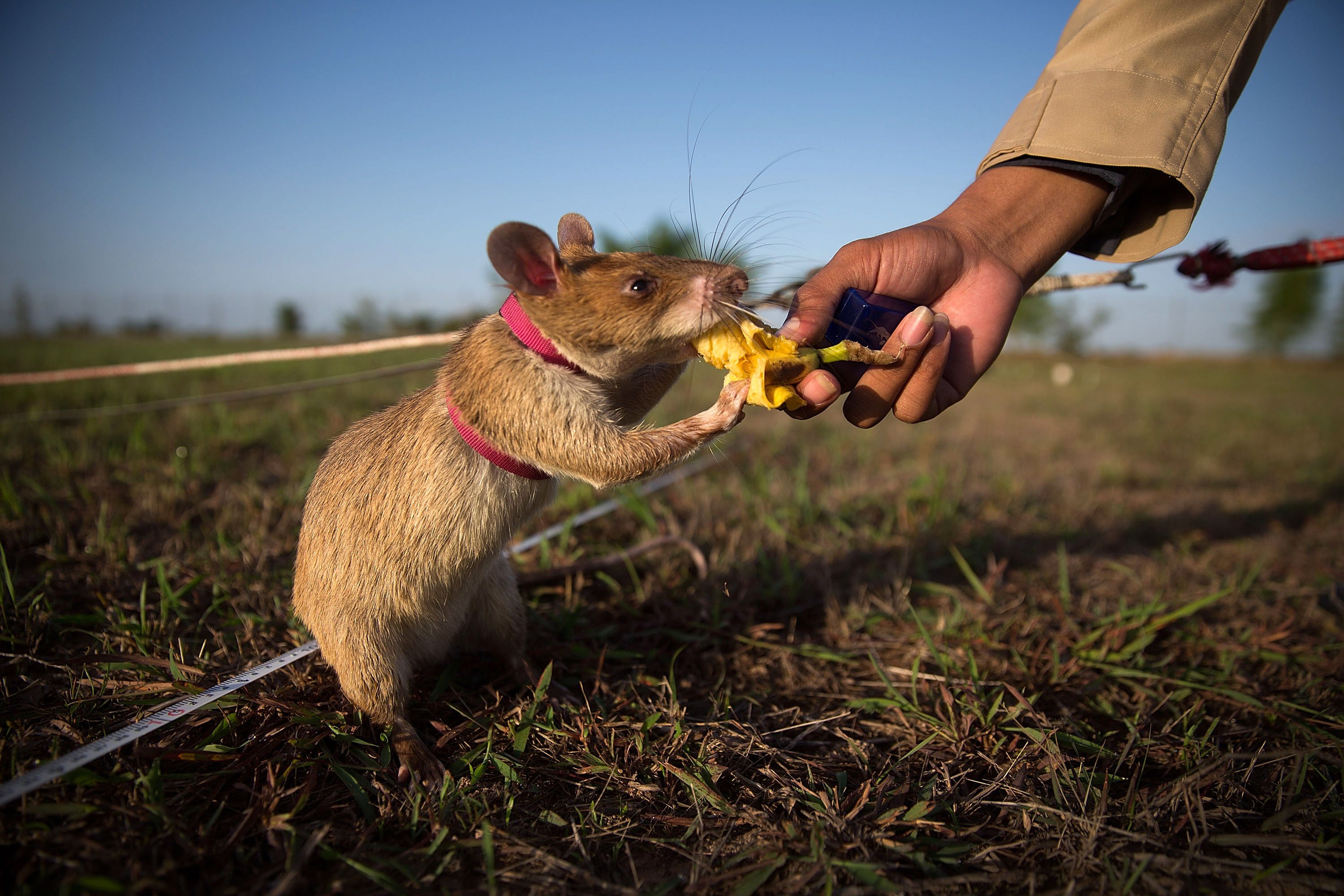 Magawa, o rato que detectava minas terrestres, morre de velhice