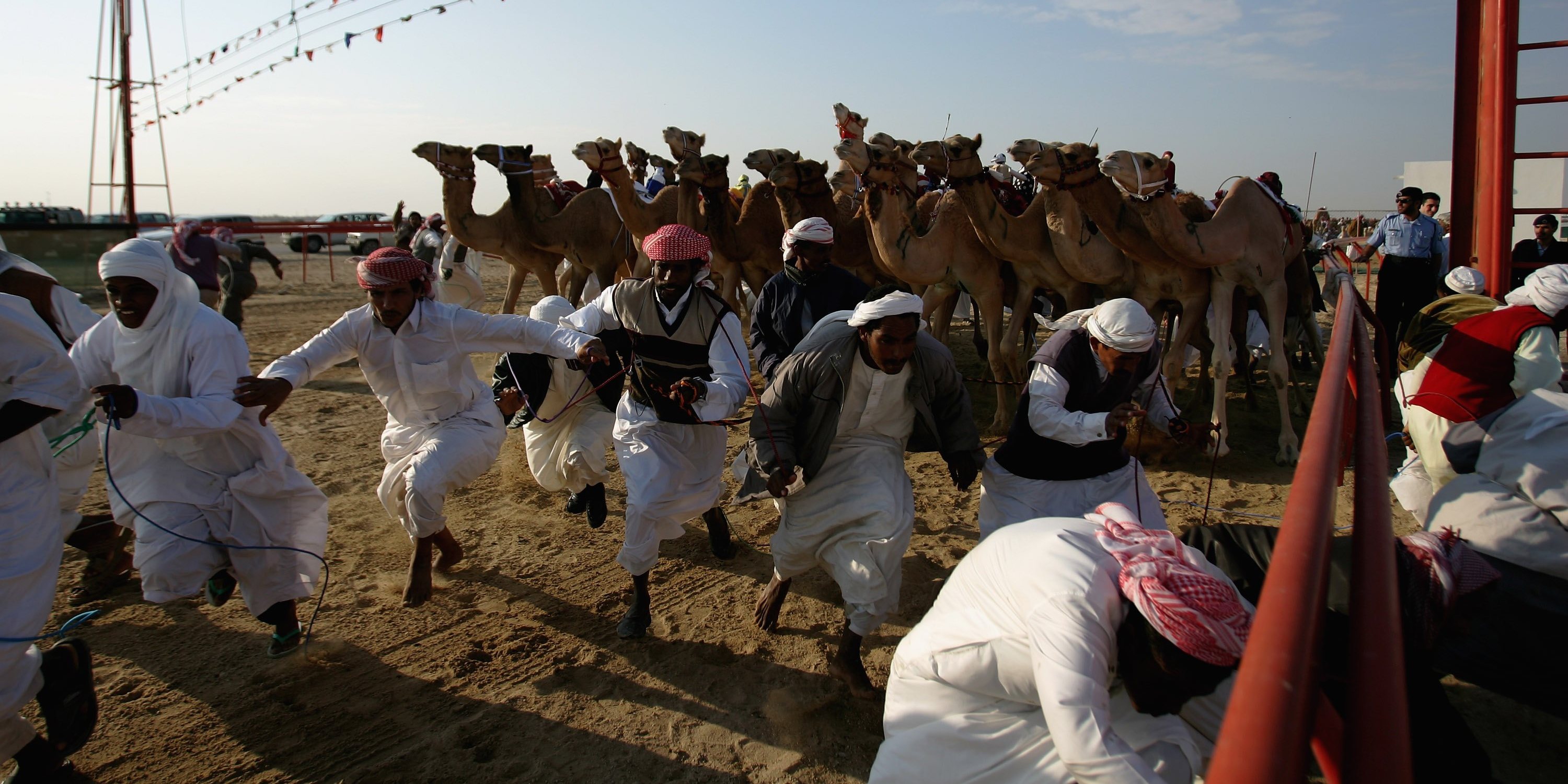Momento de largada para uma corrida, quando os tratadores (mudammers) saem da frente e camelos arrancam com toda a velocidade