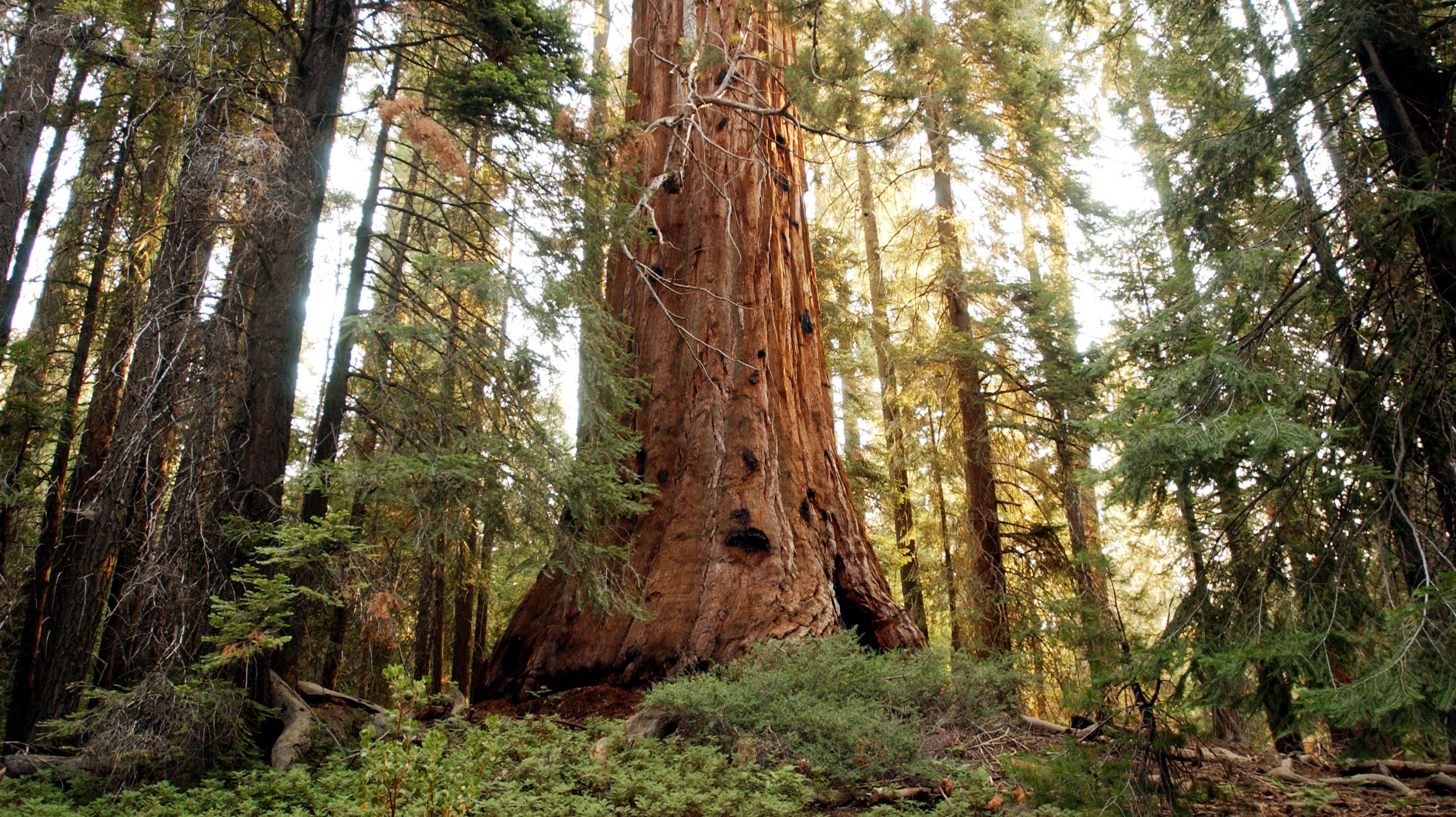McNally Fire Threatens Giant Sequoia Trees