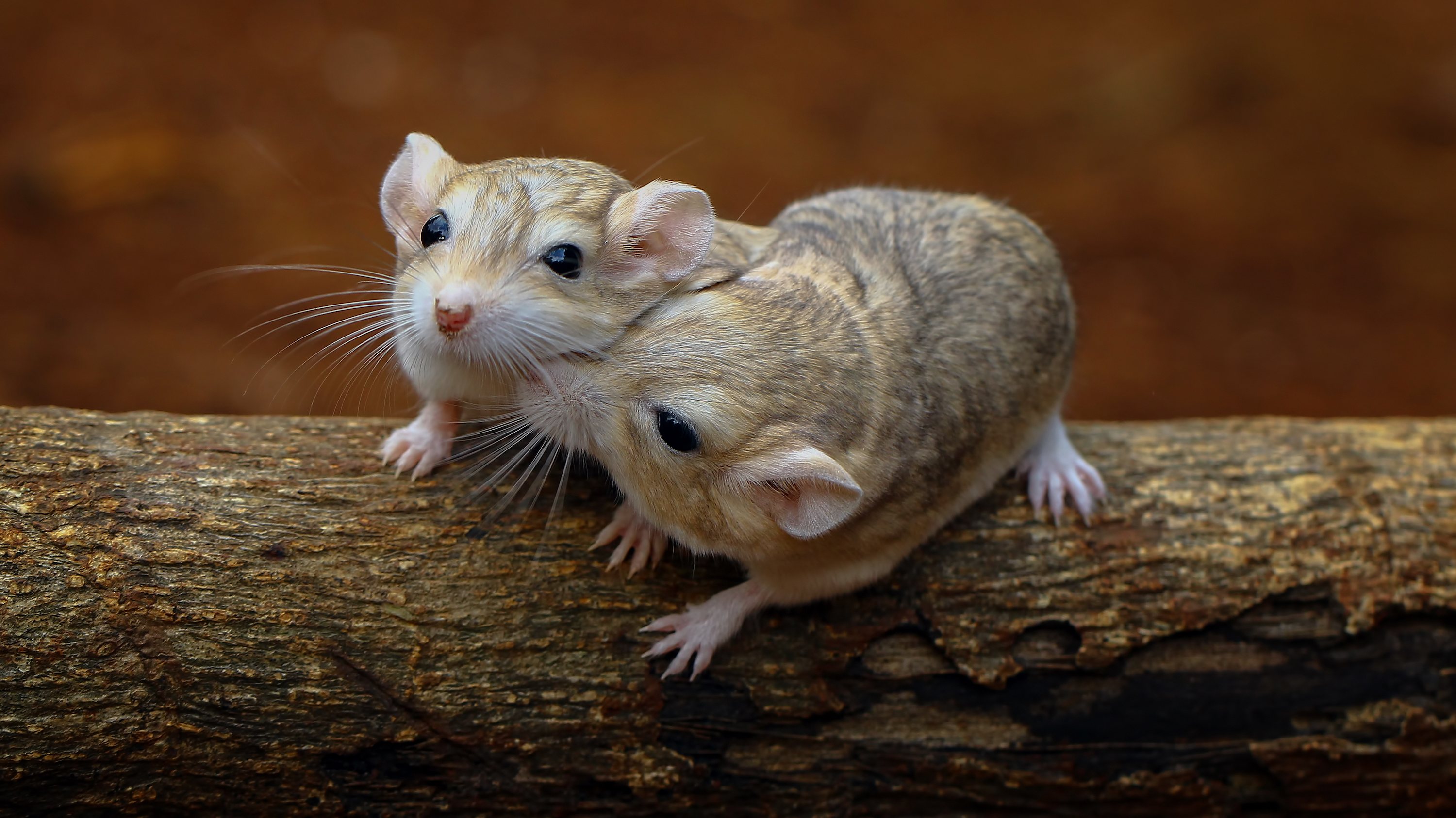 Os cientistas injetaram o roedor macho com uma dose extra de testosterona depois de acasalar com uma fêmea