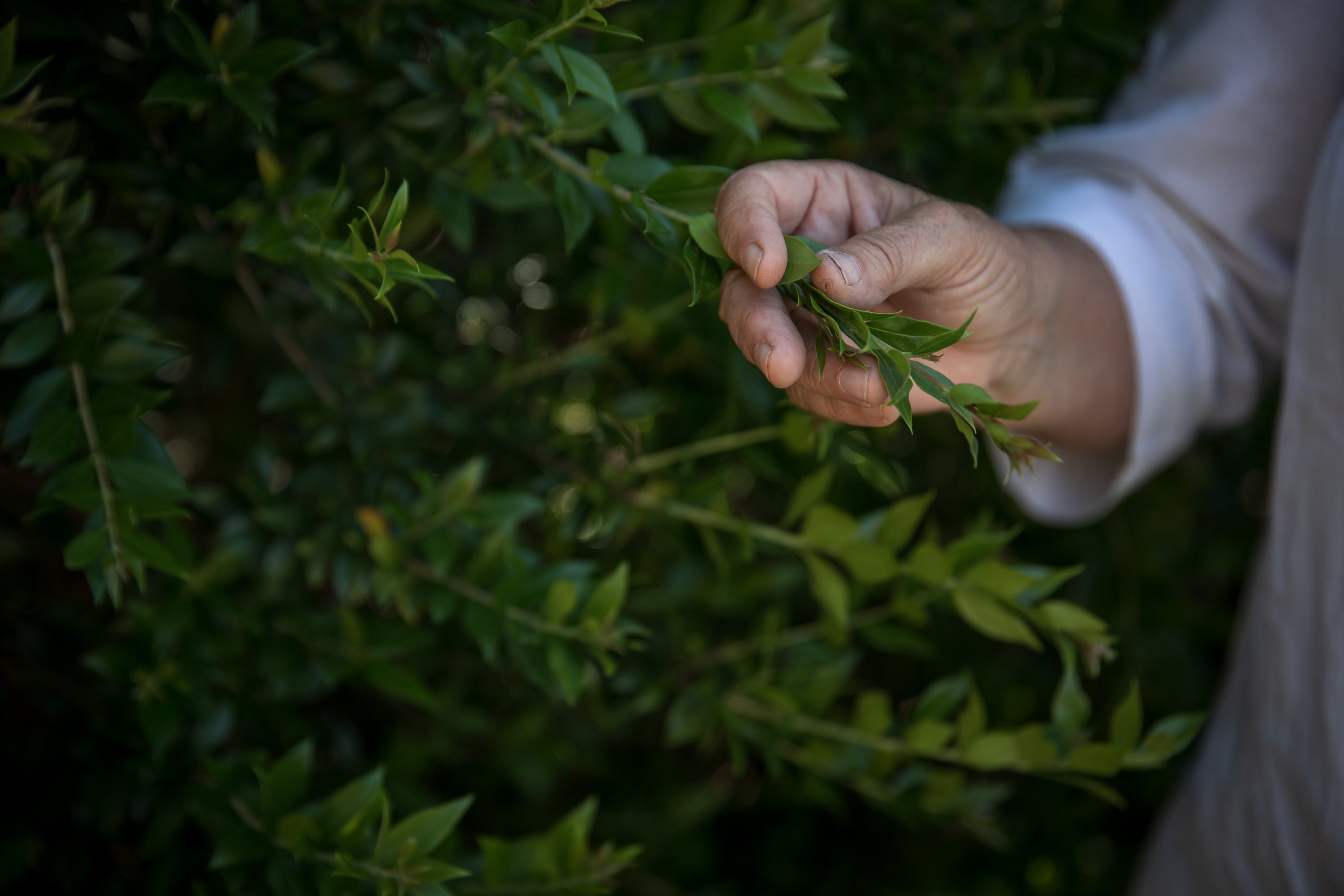 Reportgem: O lado comestível nos jardins da Gulbenkian, com a escritora e especialista em plantas medicinais e aromáticas, Fernanda Botelho. 9 de Maio de 2023 Jardim da Gulbenkian, Lisboa TOMÁS SILVA/OBSERVADOR