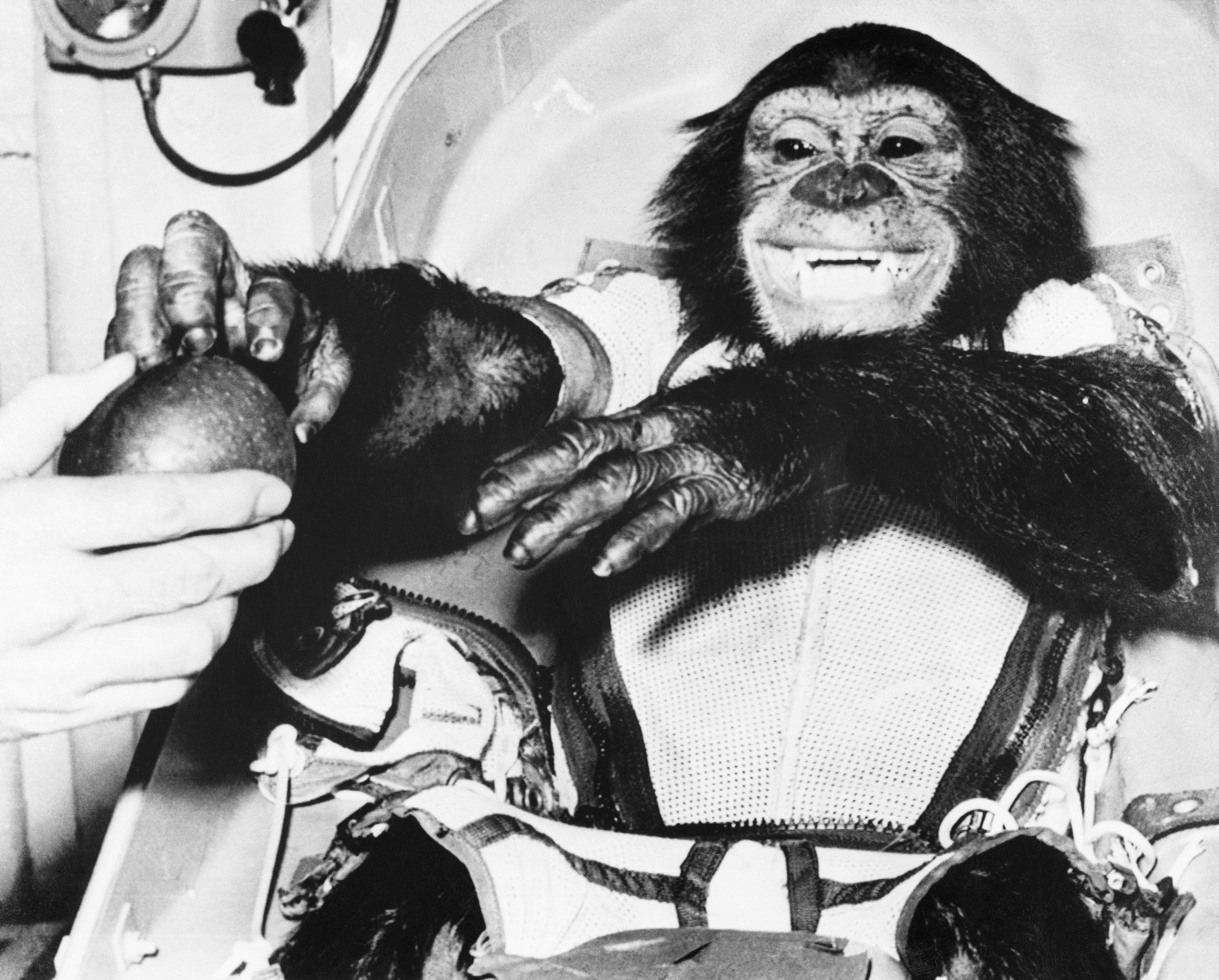 Ham the Chimpanzee in Spacesuit