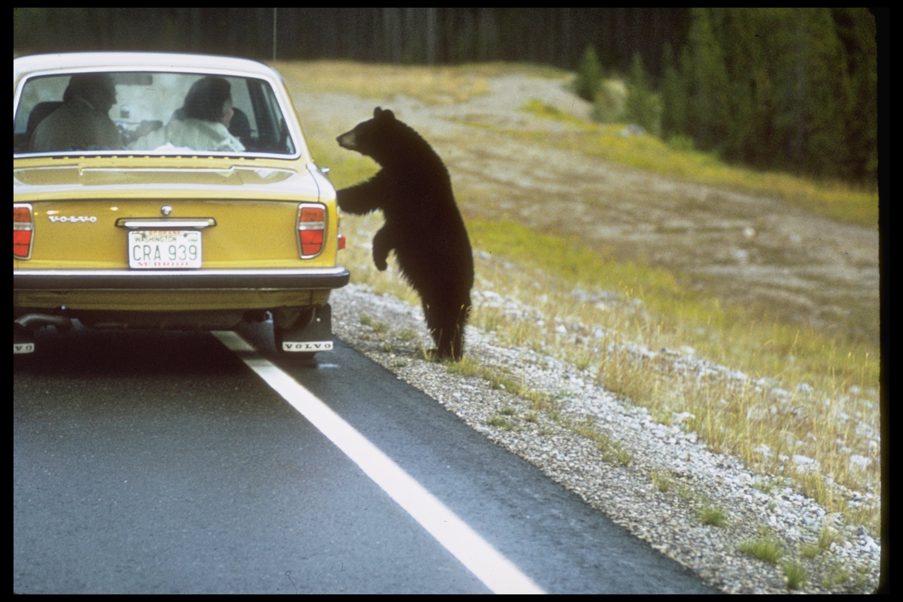 Black Bear Looks in Car