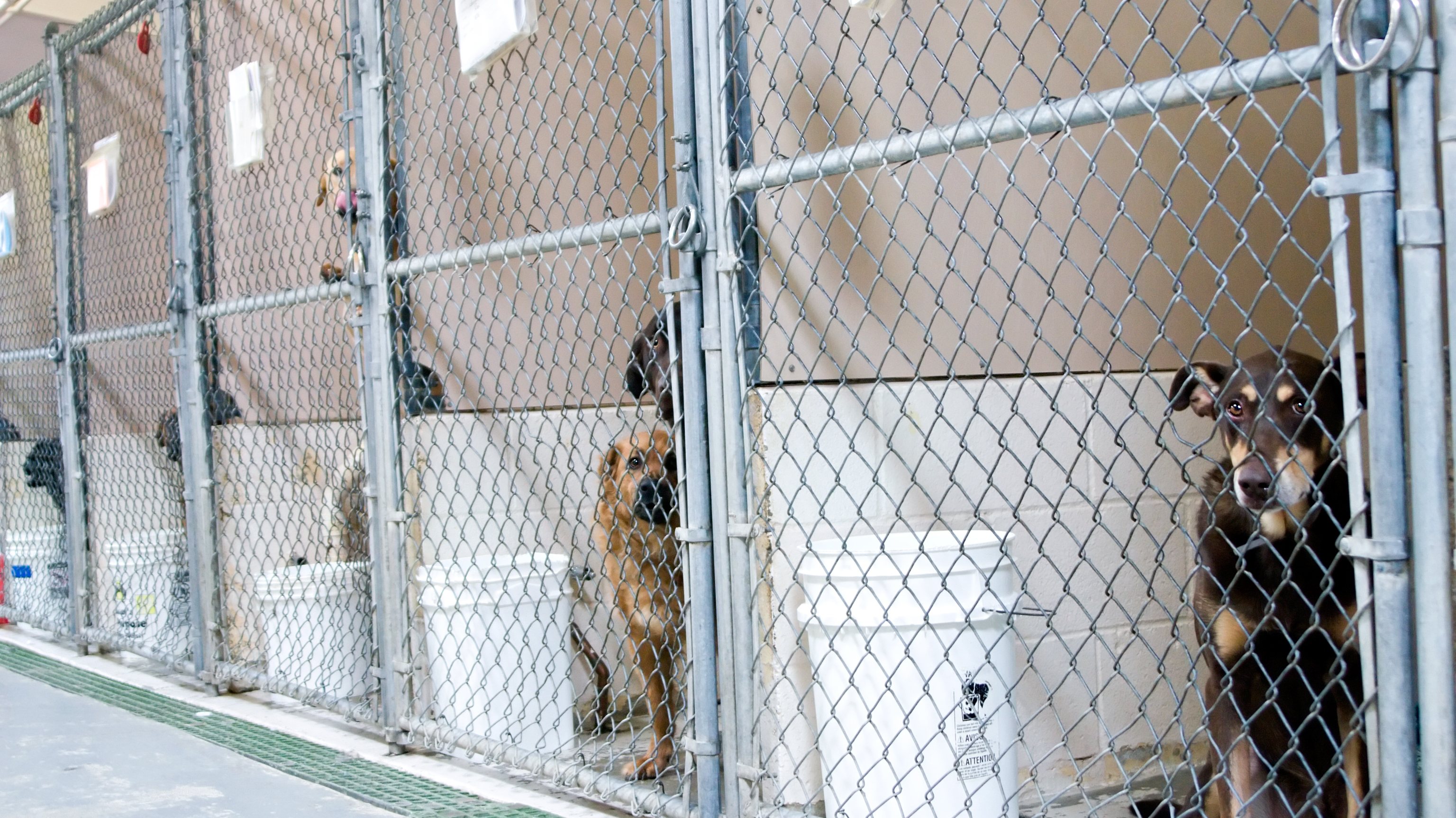 Dogs Awaiting Adoption