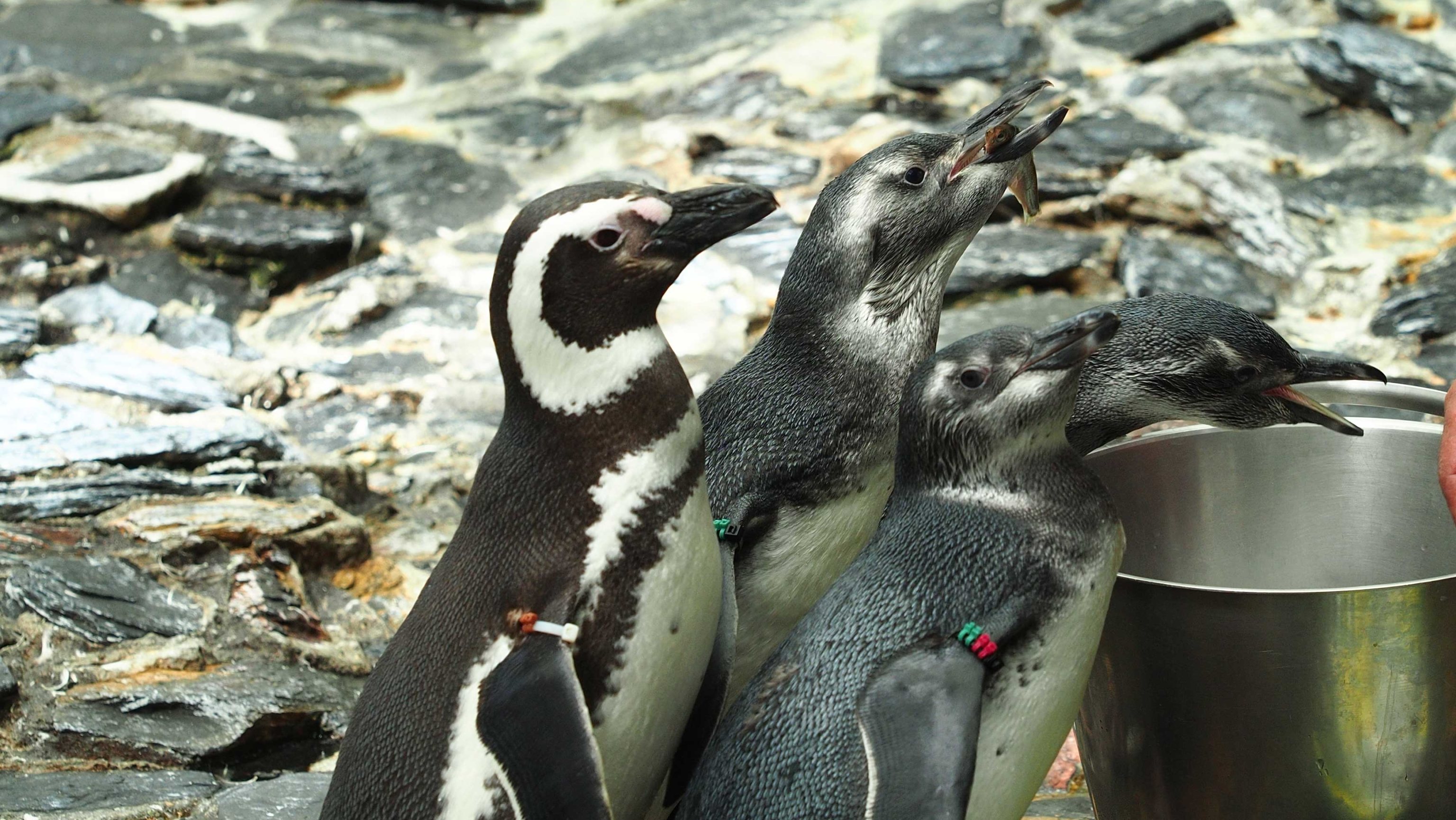 Avistada pela primeira vez há 500 anos pelo explorador português Fernão de Magalhães de que derivou o seu nome, os pinguins-de-magalhães apresentam uma esperança média de vida de 25 anos