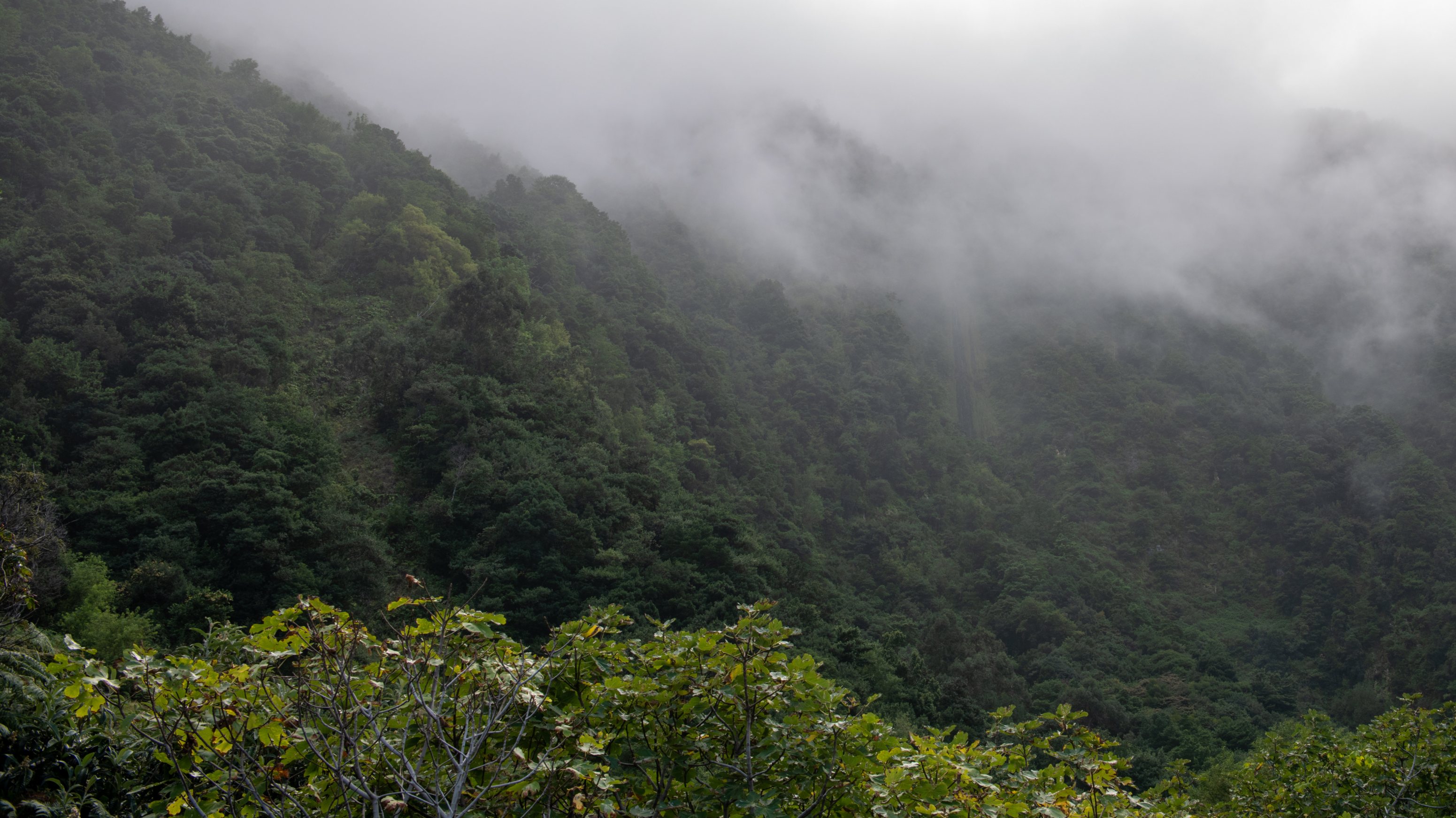 Clouds covering a laurel forest (laurisilva) on a hill