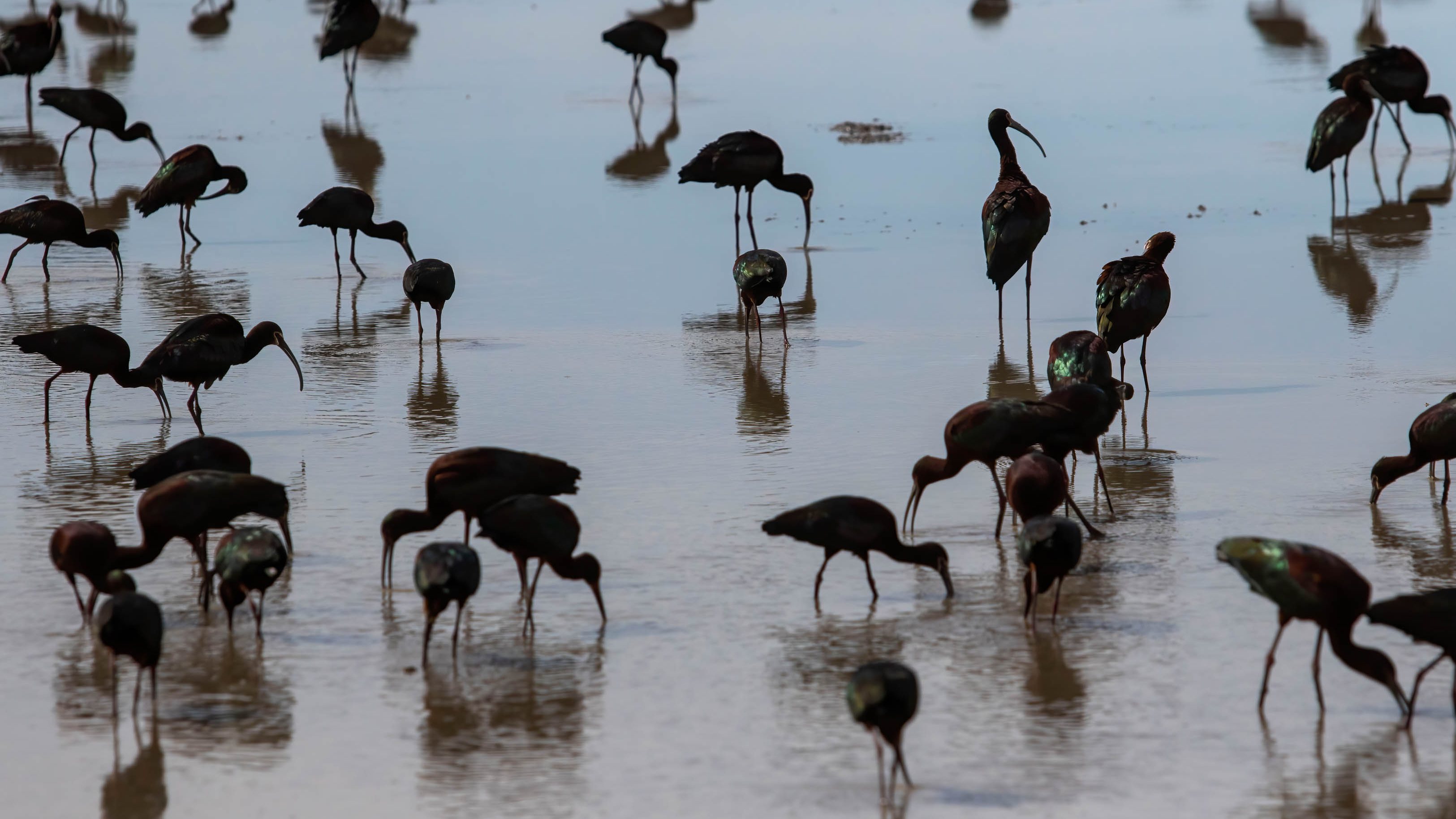 White Faced Ibis gather in a marsh along their migratory