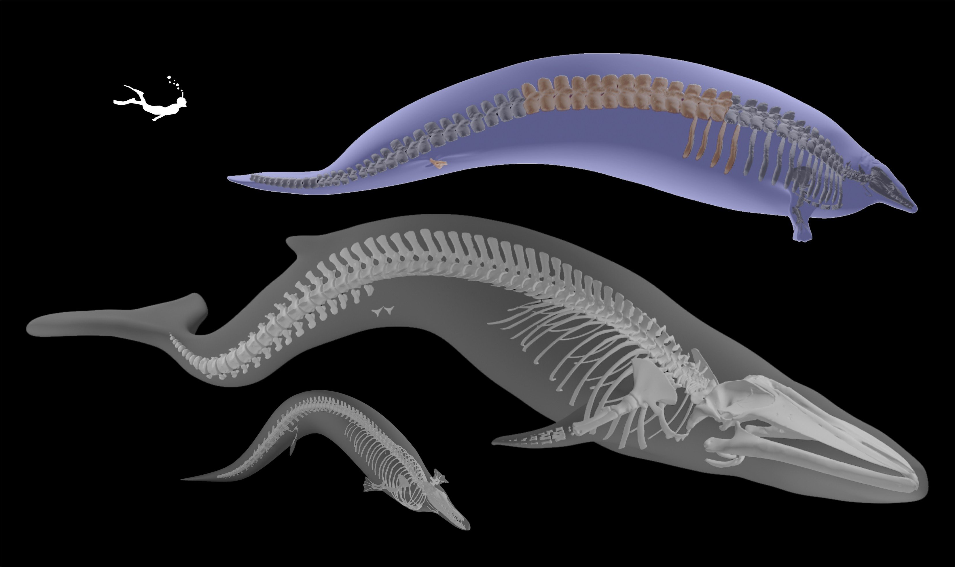 3D model of the fleshed out skeleton of the new species, Perucetus colossus (estimated body length: ~20 meters), along with that of a smaller, close relative (Cynthiacetus peruvianus) and the Wexford blue whale (exhibited at the Natural History Museum in London)